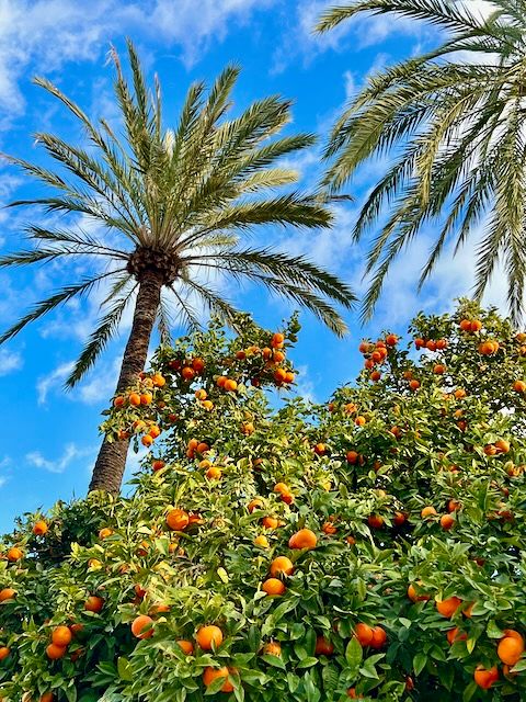 5 Minuten Mallorca | Nachrichten am 12. Januar 2022