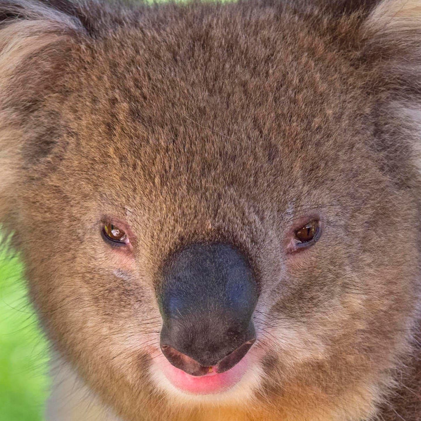 Die Tierdocs: Koala ist knatschig