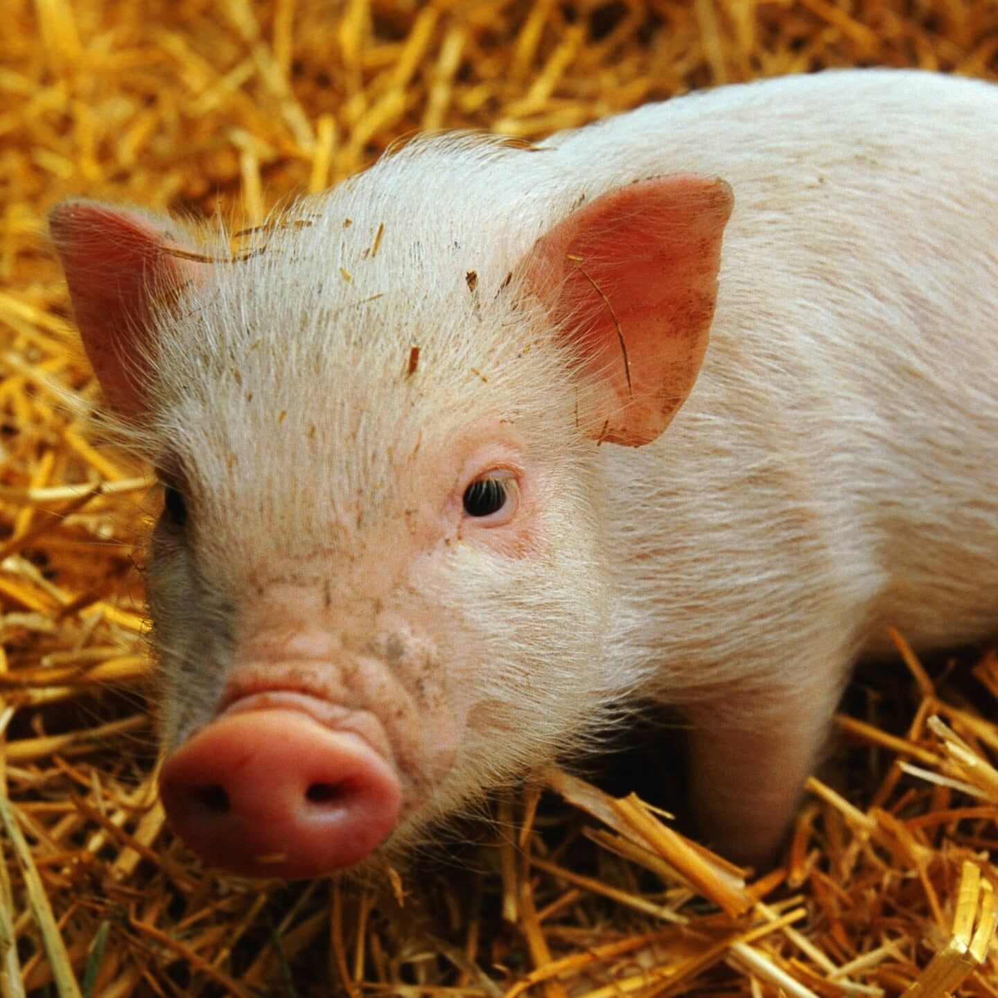Die Tierdocs: Schwein diskutiert