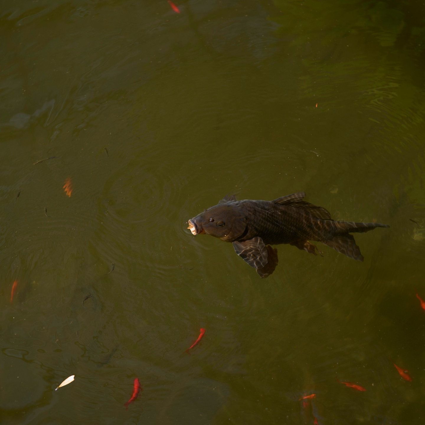 Die Tierdocs: Fisch blubbert irgendwas