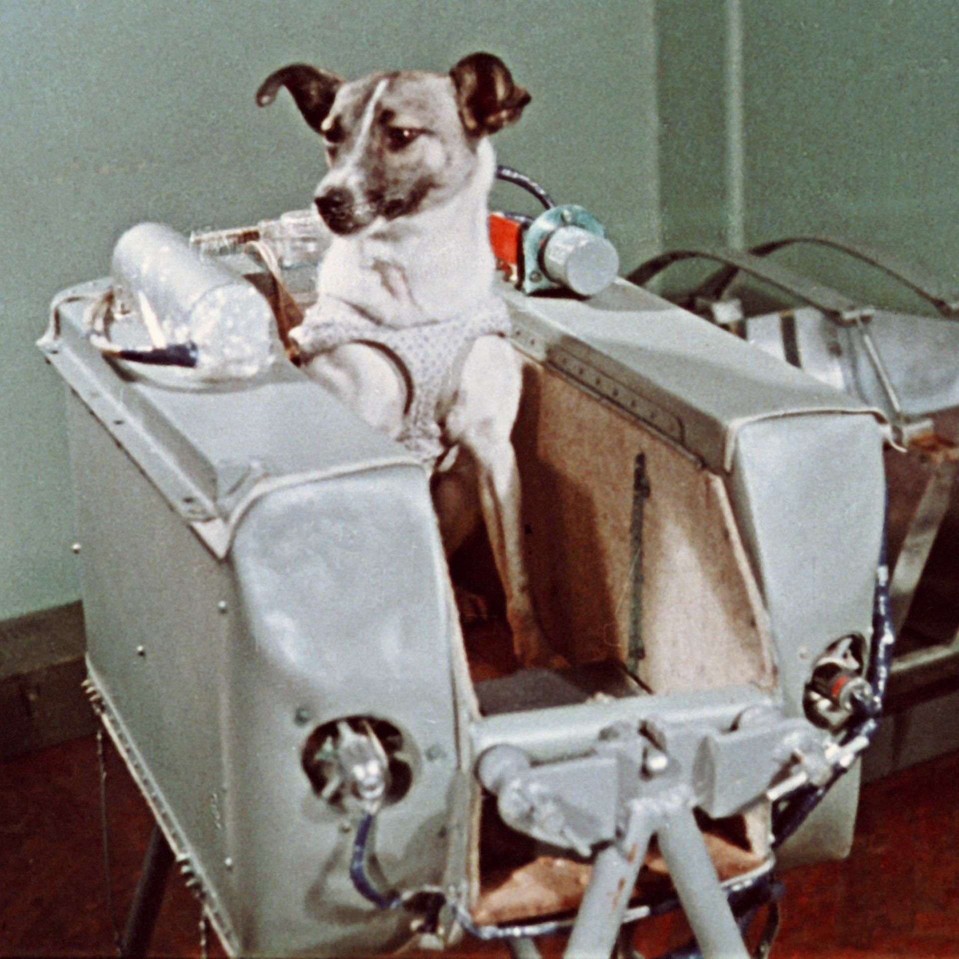 Laika – Die erste Hündin im All | 4.11.1957