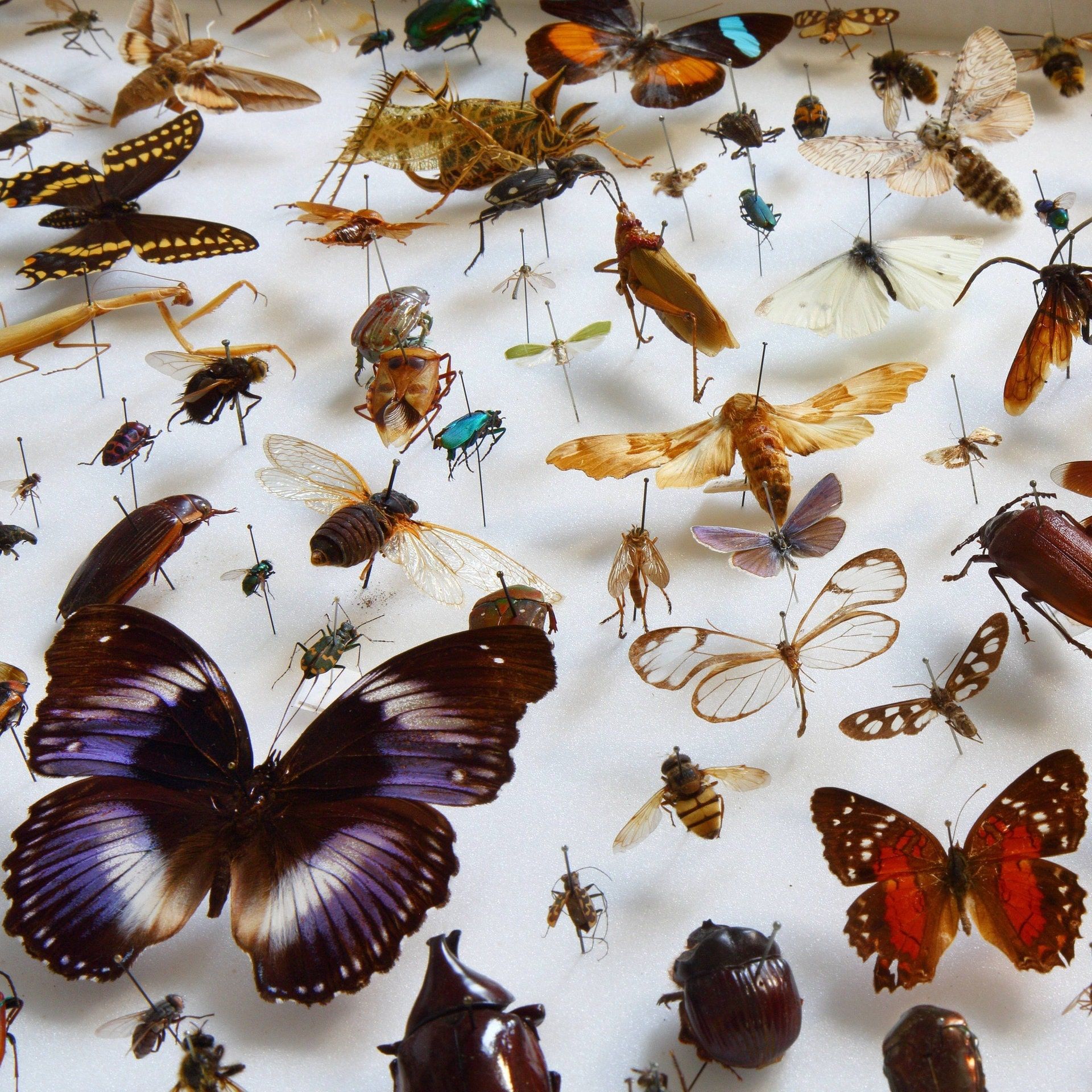 Warum gibt es so viele Insektenarten?