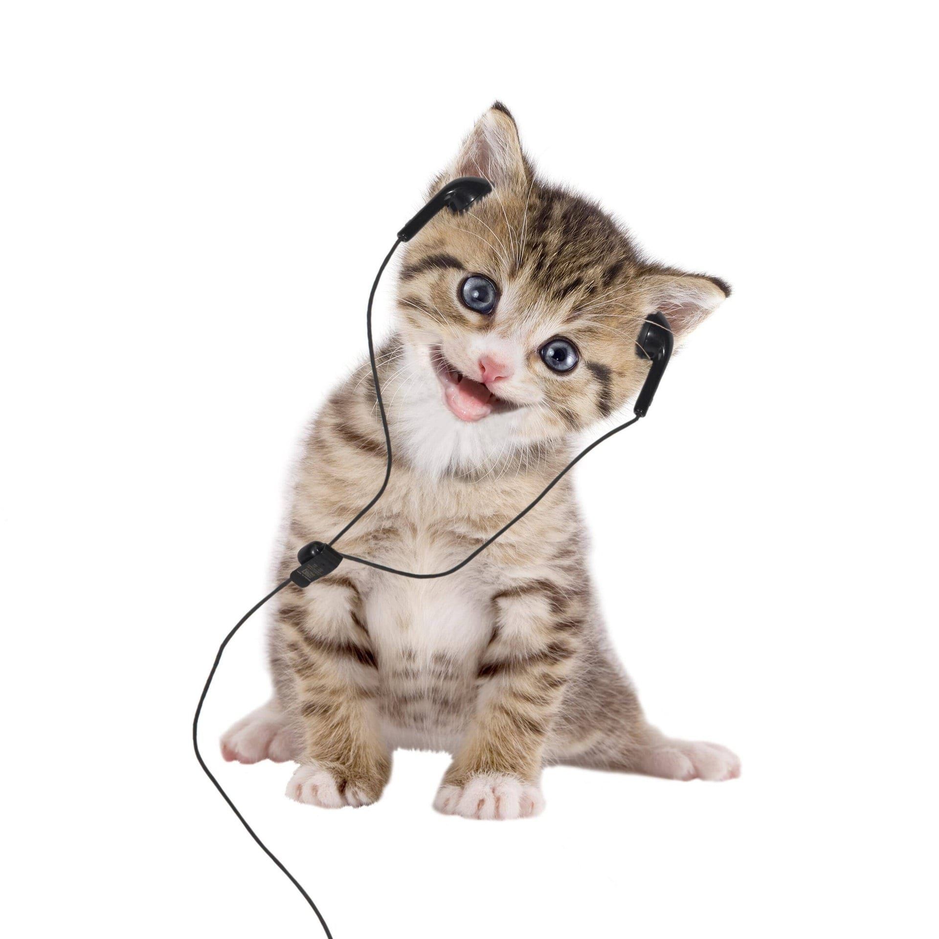 Sind Tiere musikalisch?