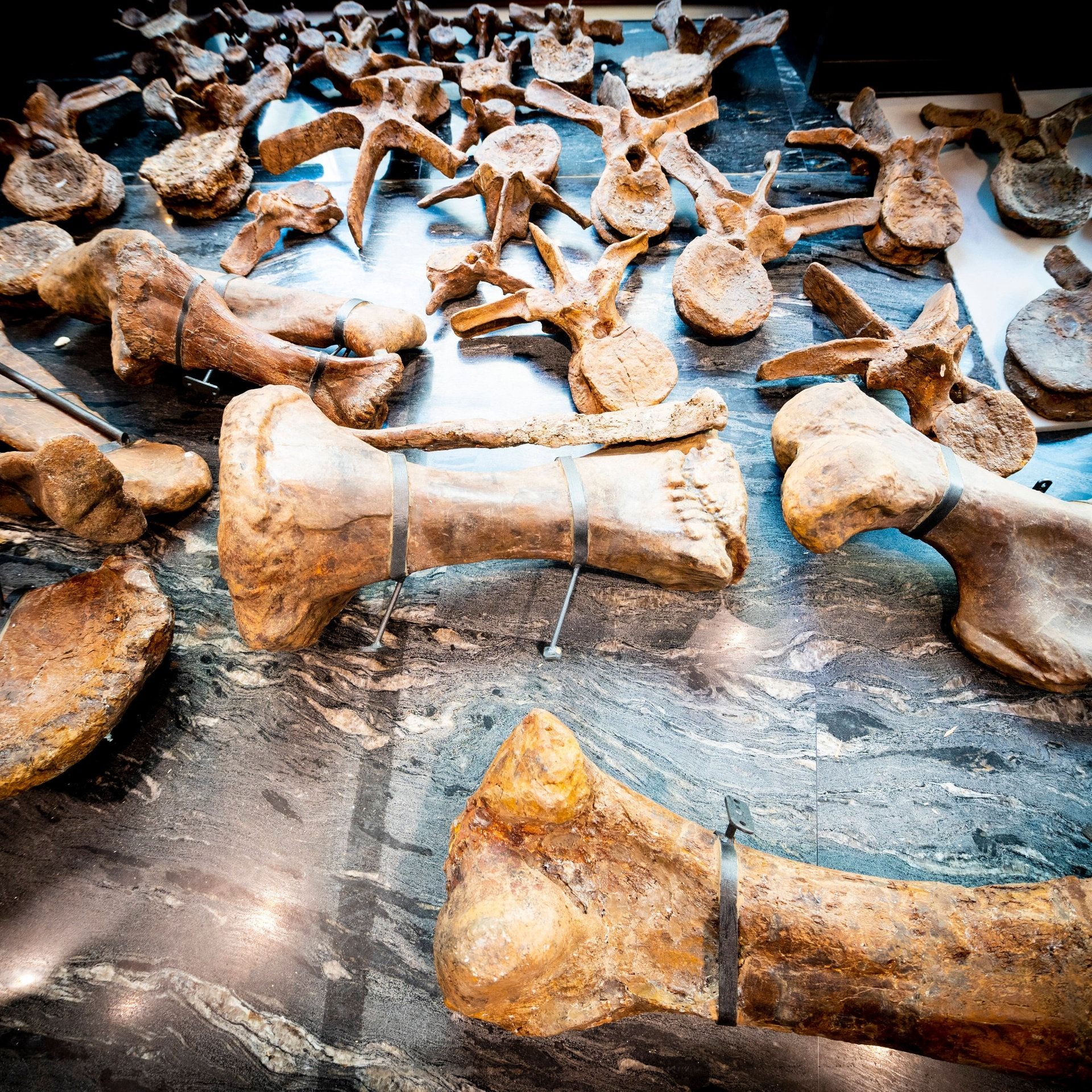 Wie kann man vom Knochenfragment auf den ganzen Dinosaurier schließen?