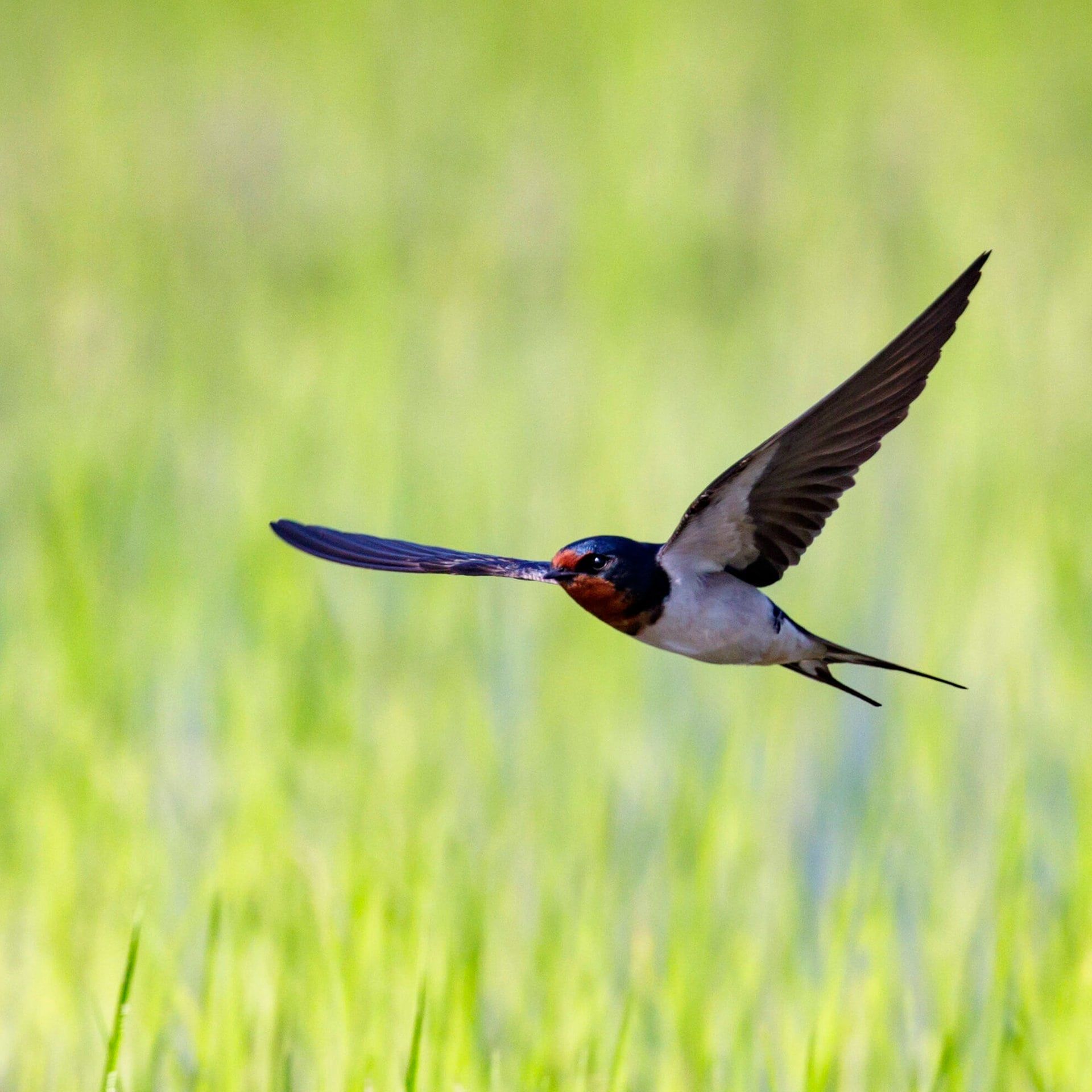 Wie können Schwalben im Flug kleine Insekten erkennen und fangen?