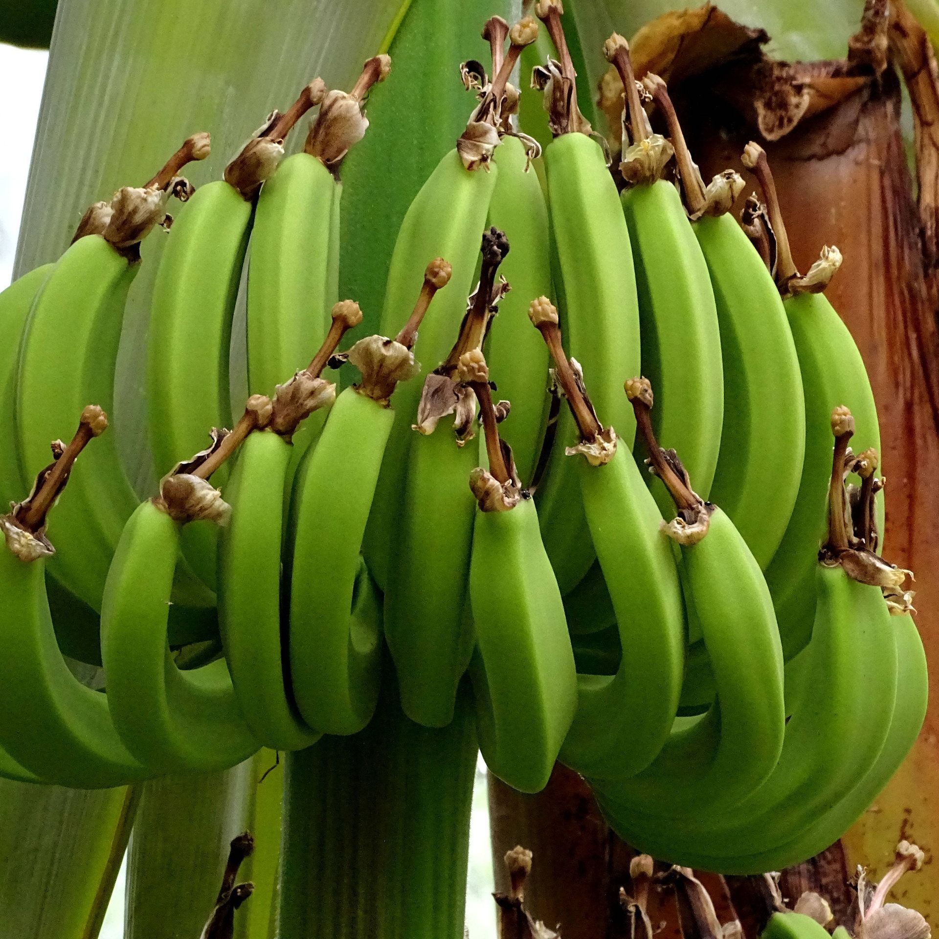 Warum ist die Banane krumm?