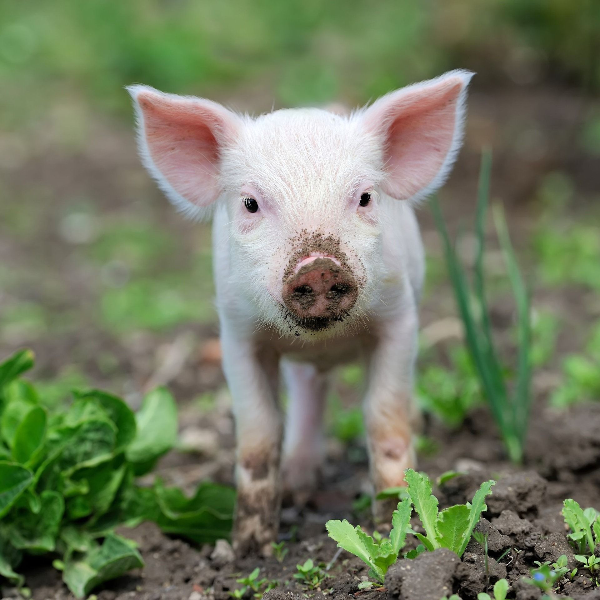 Warum sind Tiere achsensymmetrisch gebaut?