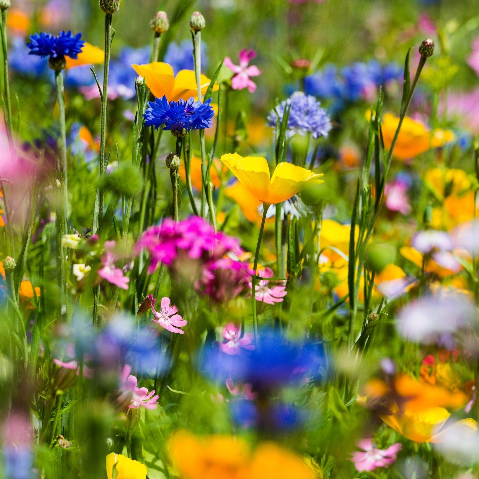 Warum sind die Blumen bunt?