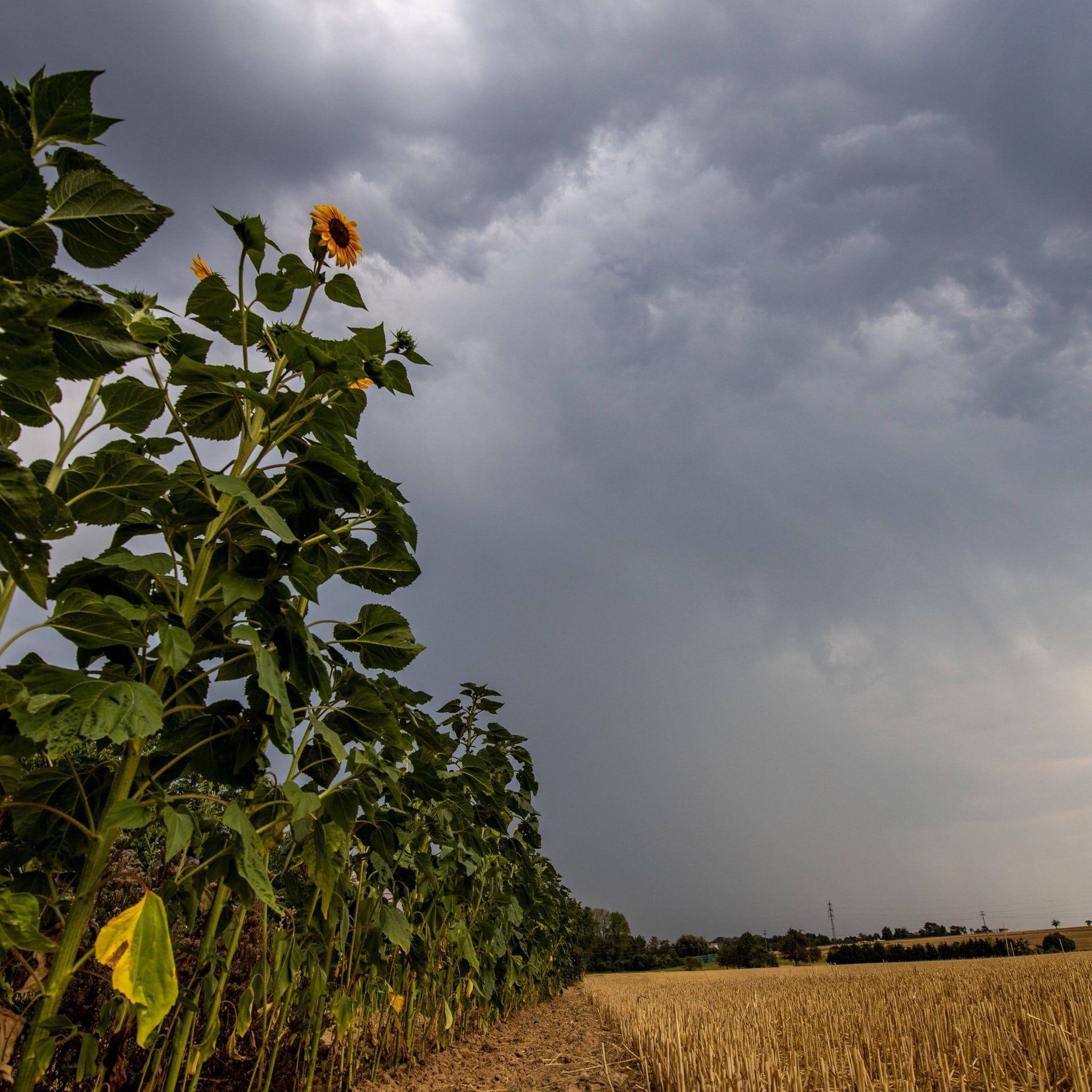 Warum sind Gewitterwolken dunkel?