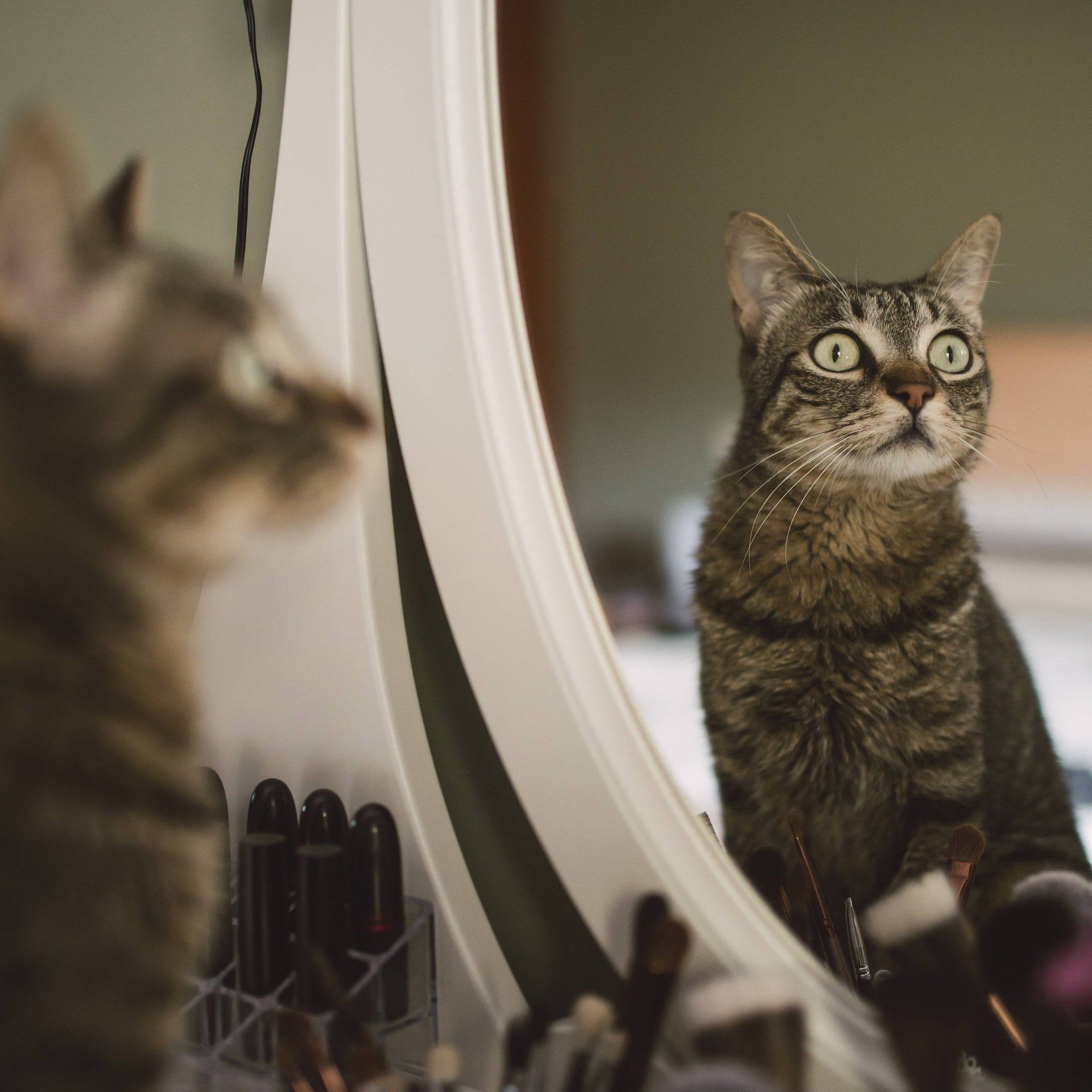 Können sich Katzen im Spiegel erkennen?