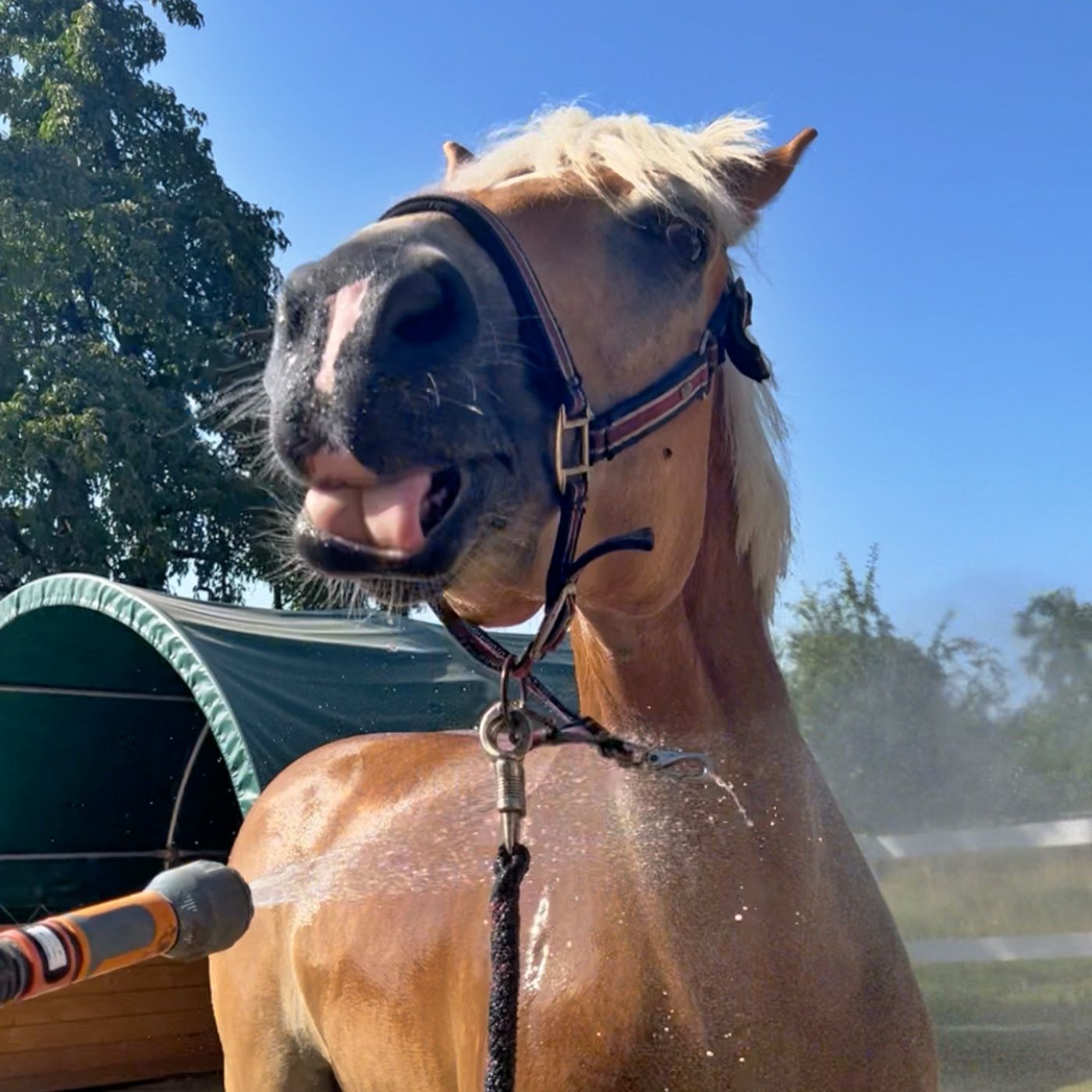 #355 Ist es okay, mit Schmerzmitteln zu reiten?
