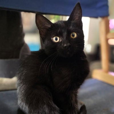 7 | Black Cats Are Good Luck! The History of Black Cats, from Prosperity to Persecution w/ Binx's Home for Black Cats