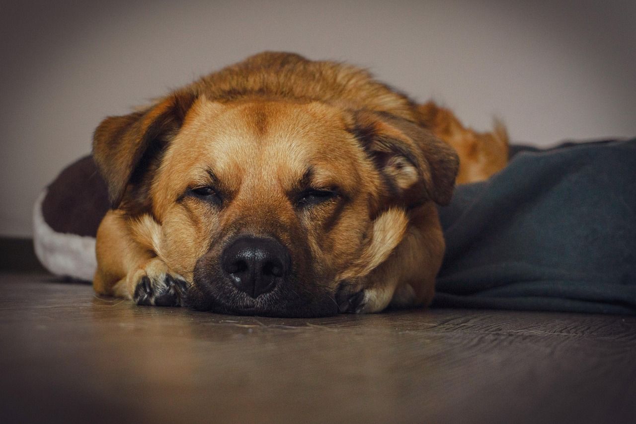 Zahlende unternehmerisch tätige Hunde?!