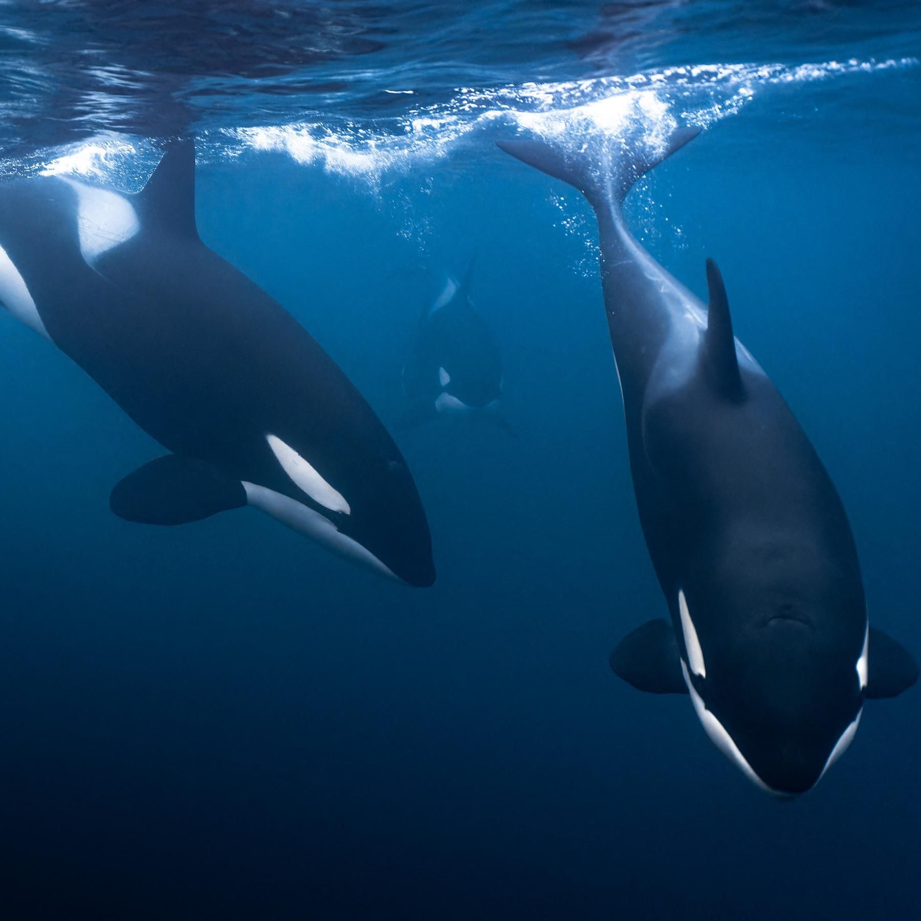 #238 Ungewöhnliches beobachtet: Orcas nutzen Werkzeuge für Wellness und Gesundheit | Migranten sind immer besser ausgebildet