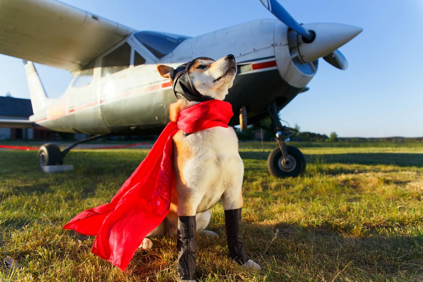 Hunde mit Superkräften: Unglaubliche Fakten und Fähigkeiten unserer Vierbeiner