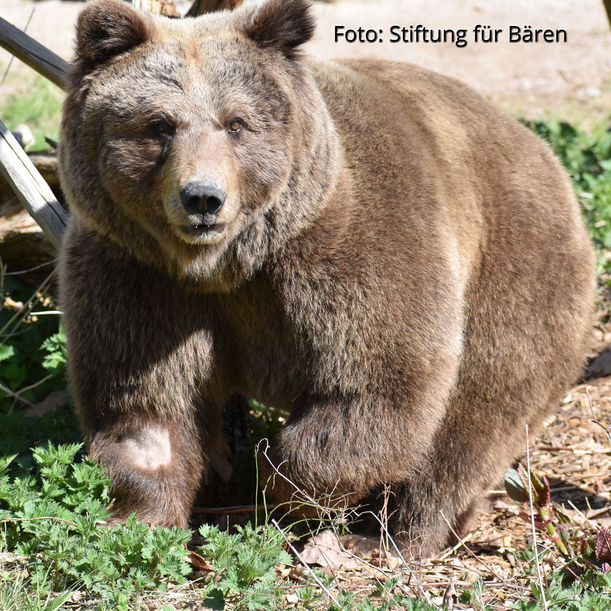 Bären-Zuwachs im Wolf- und Bärenpark Schwarzwald