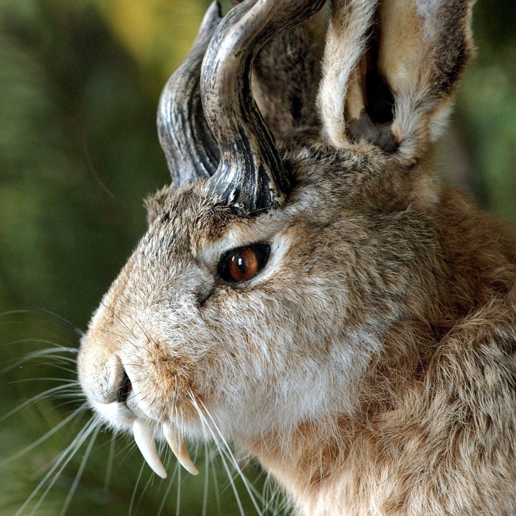 Der Wolpertinger - Dichtung und Wahrheit