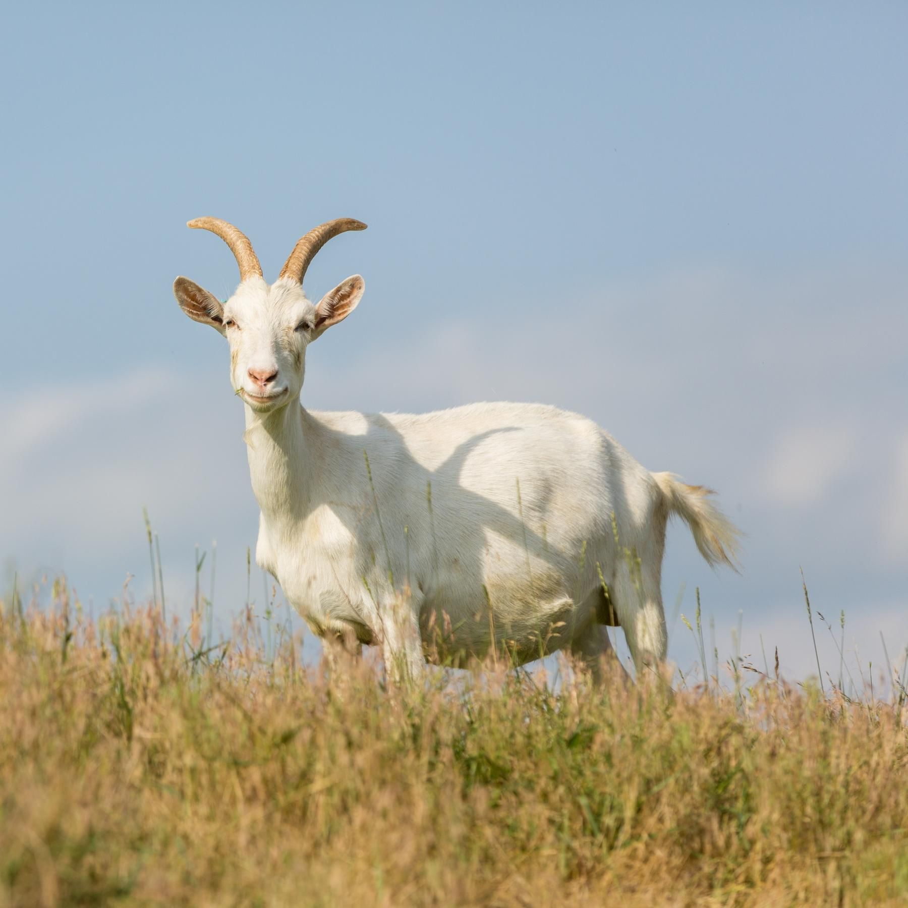 Ziegen - Weidetiere im Klimawandel