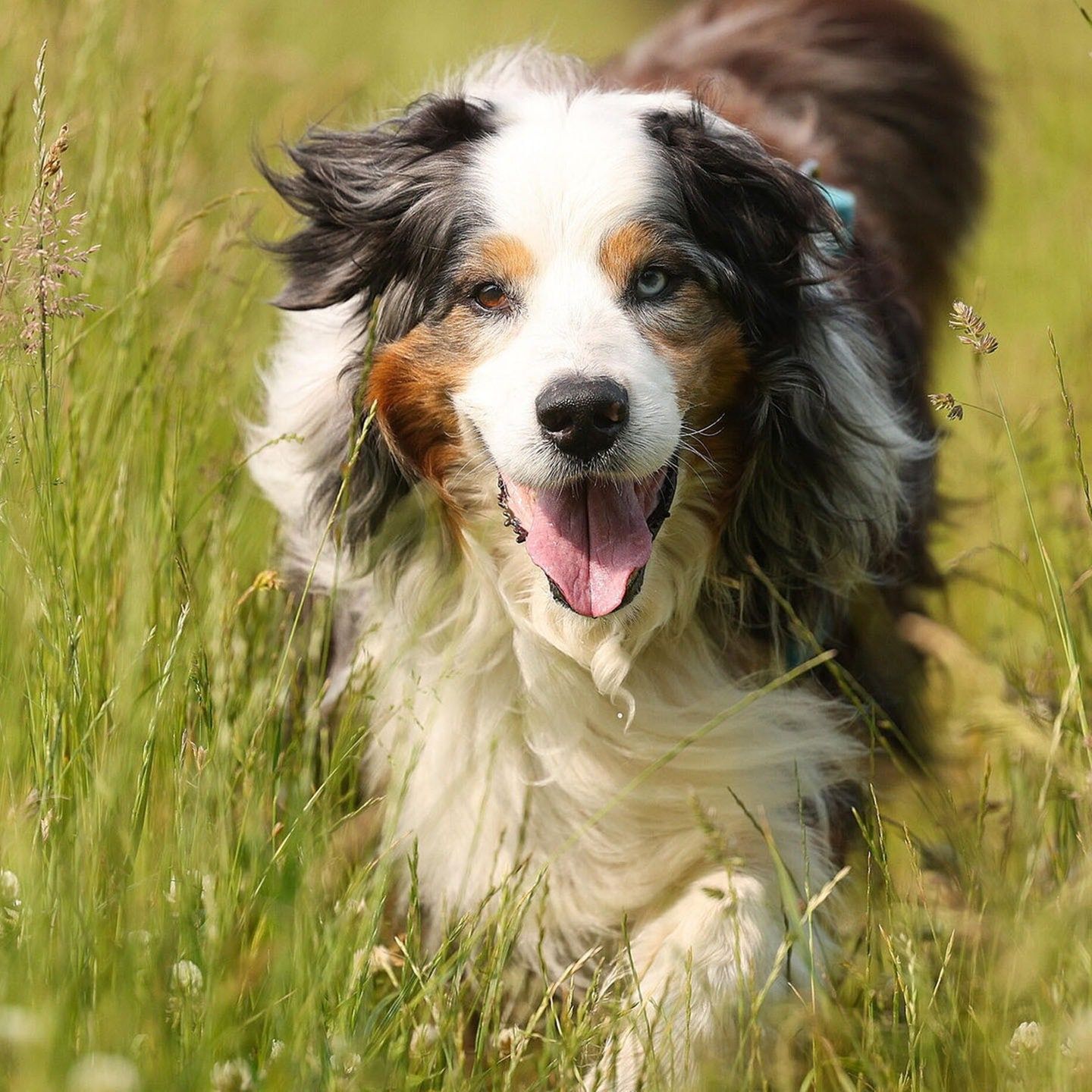 Die Tierdocs: Hund trinkt Rotwein
