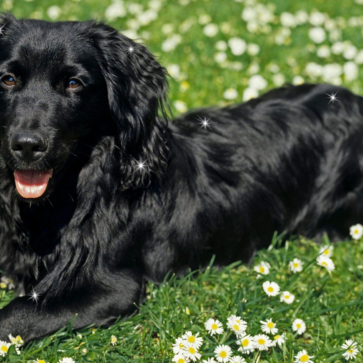 Die Tierdocs: Hund glänzt
