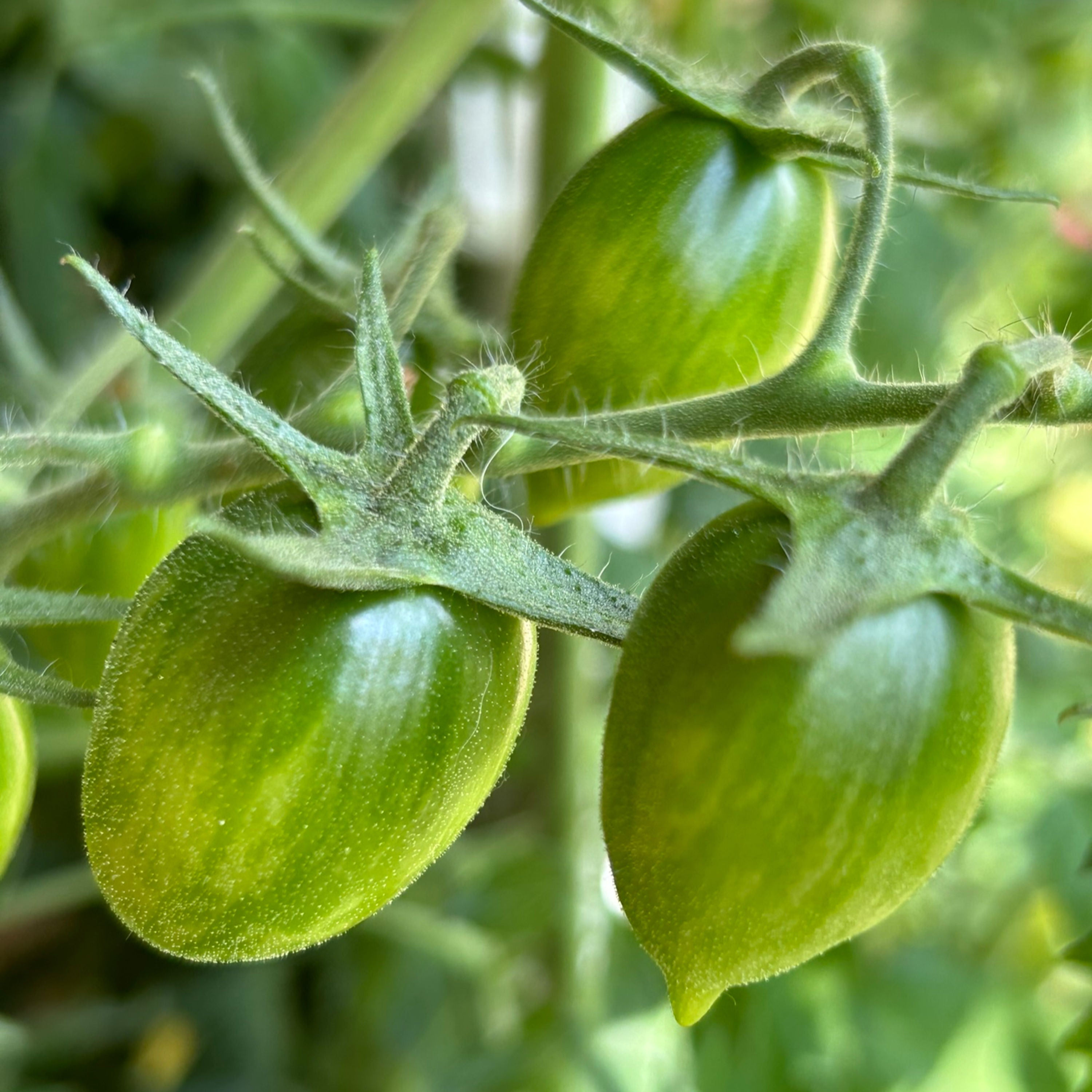 Huch, warum werd ich als Tomate denn nicht rot?