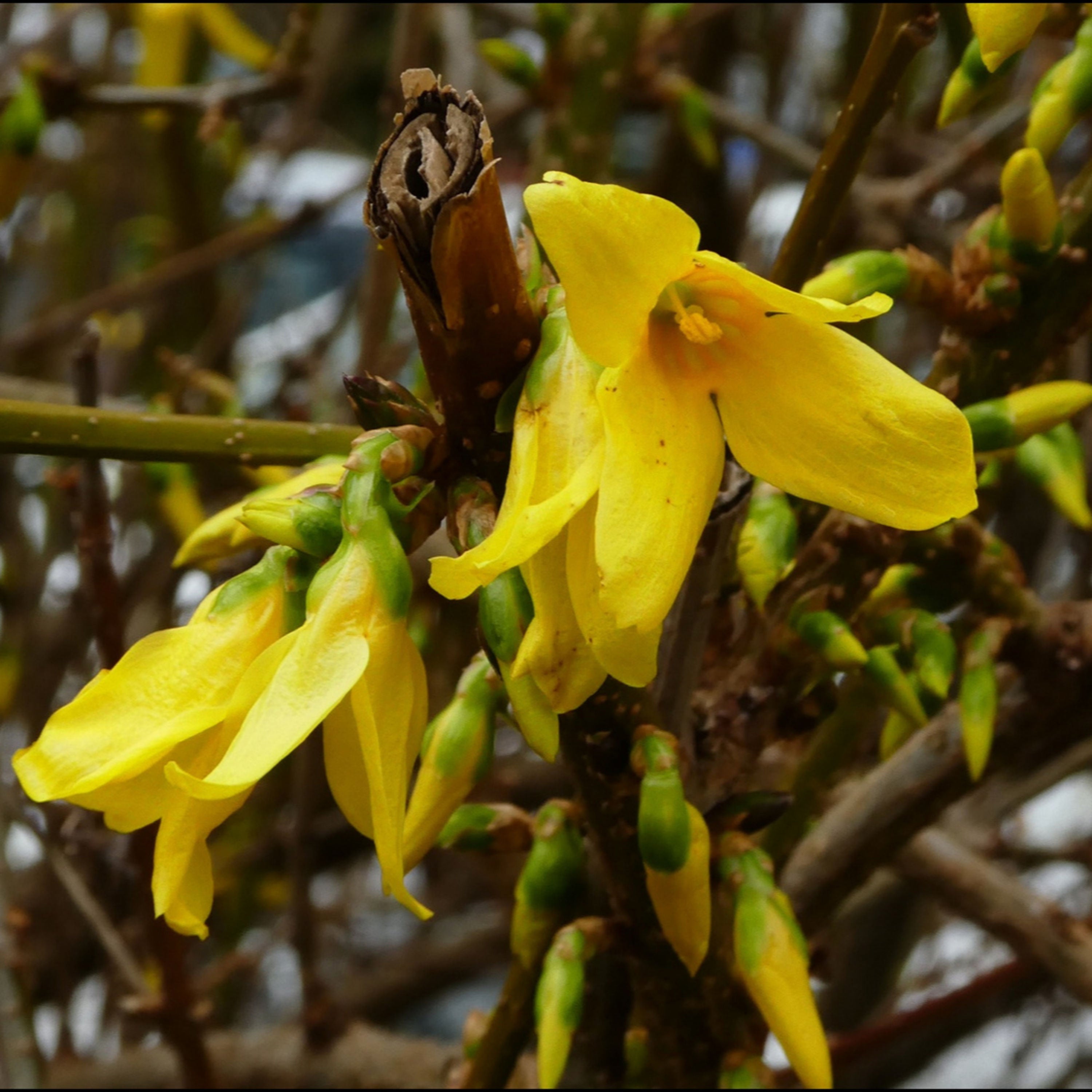 Goldrausch in Bayern/Tirol-Forsythien richtig schneiden