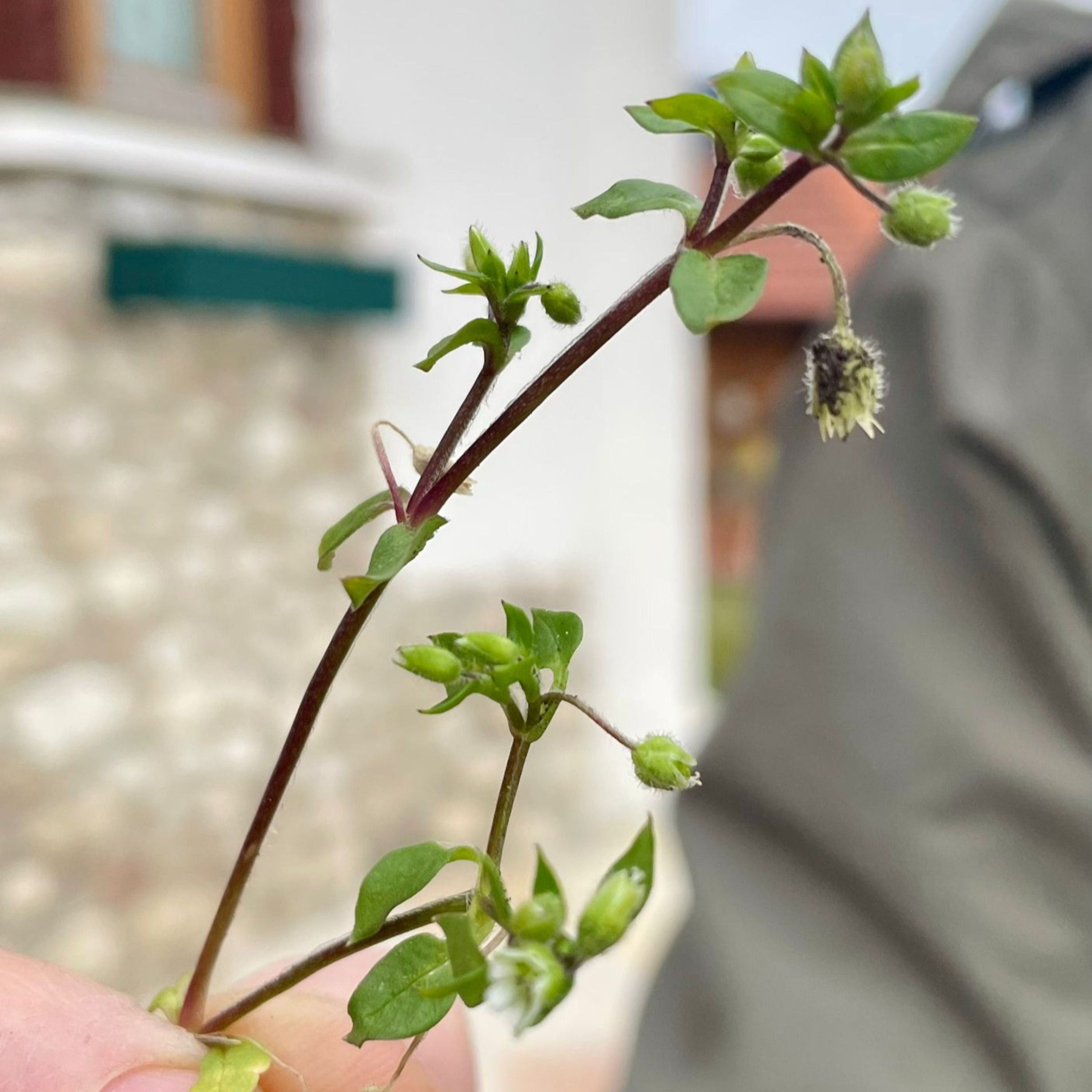 Nützliches Unkraut aus der Vogelperspektive