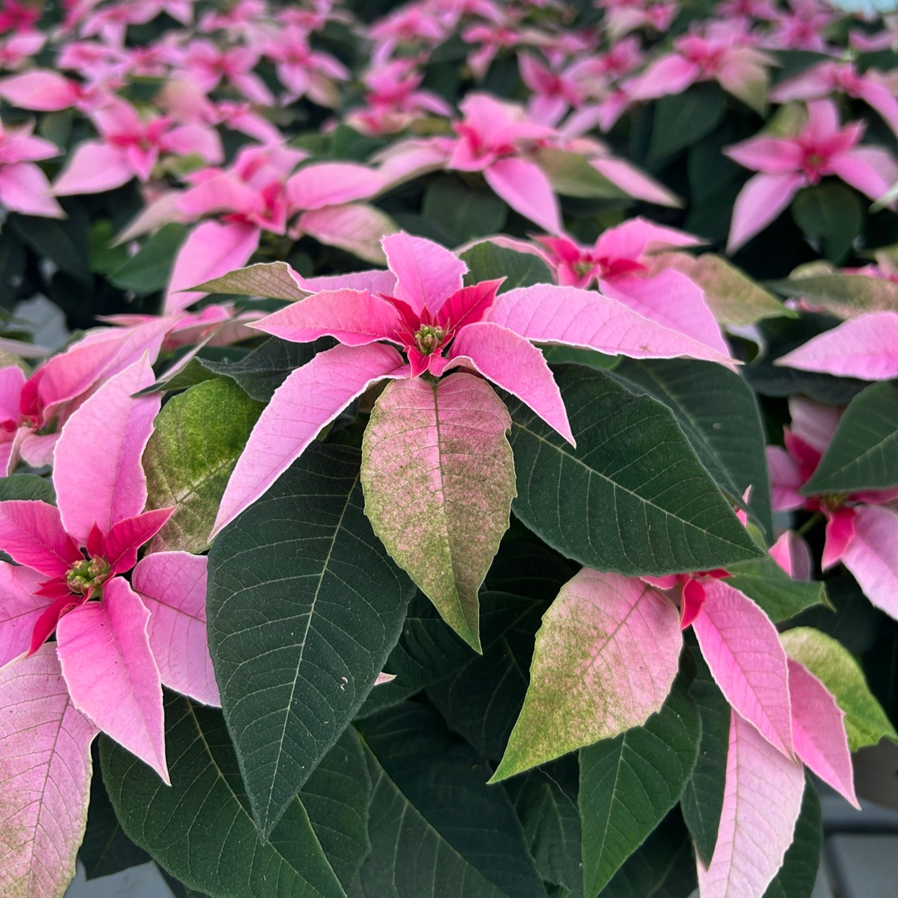 Sterne des Südens-Der Weihnachtsstern
