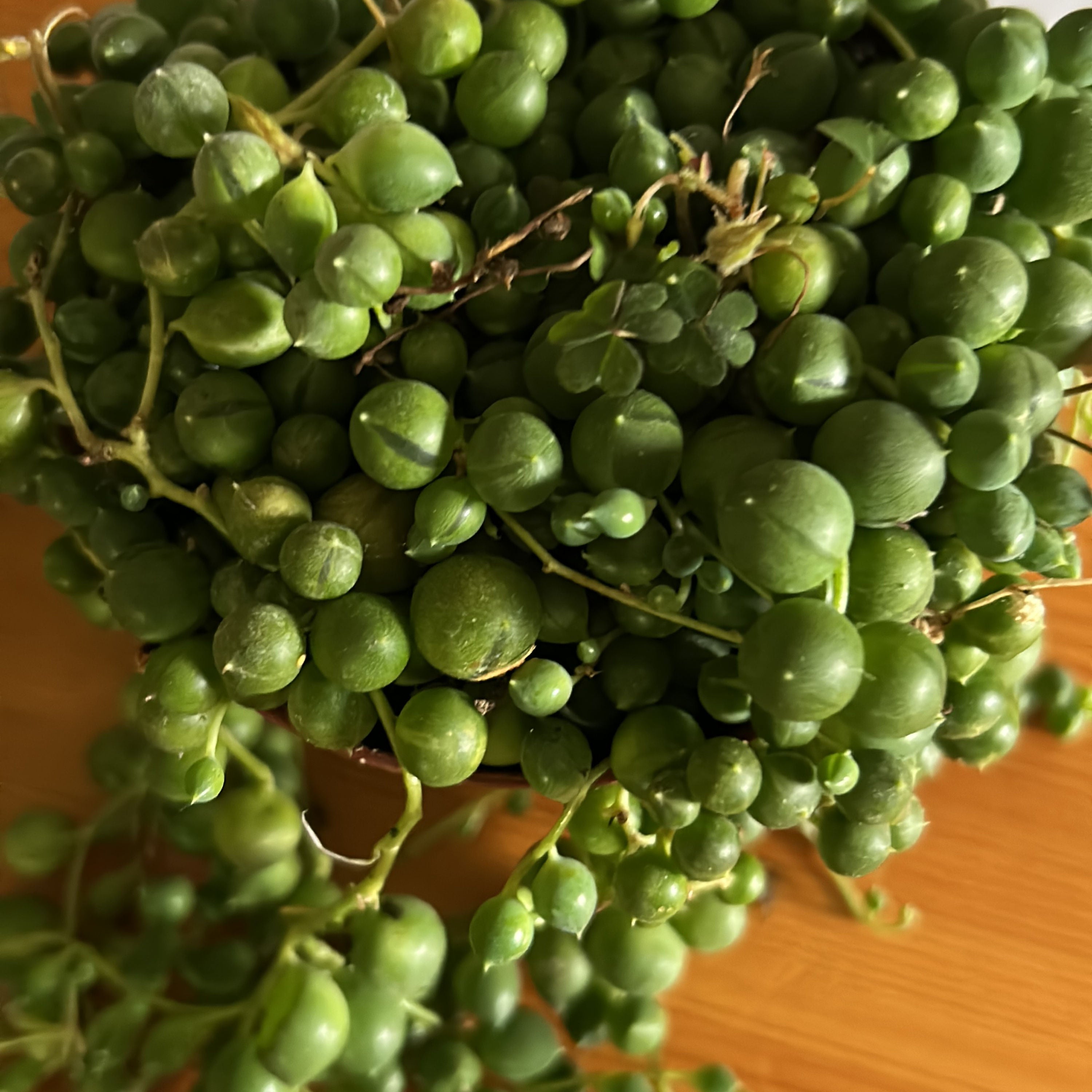 Gemüseraritäten wieder zum Leben erweckt-die Platterbse