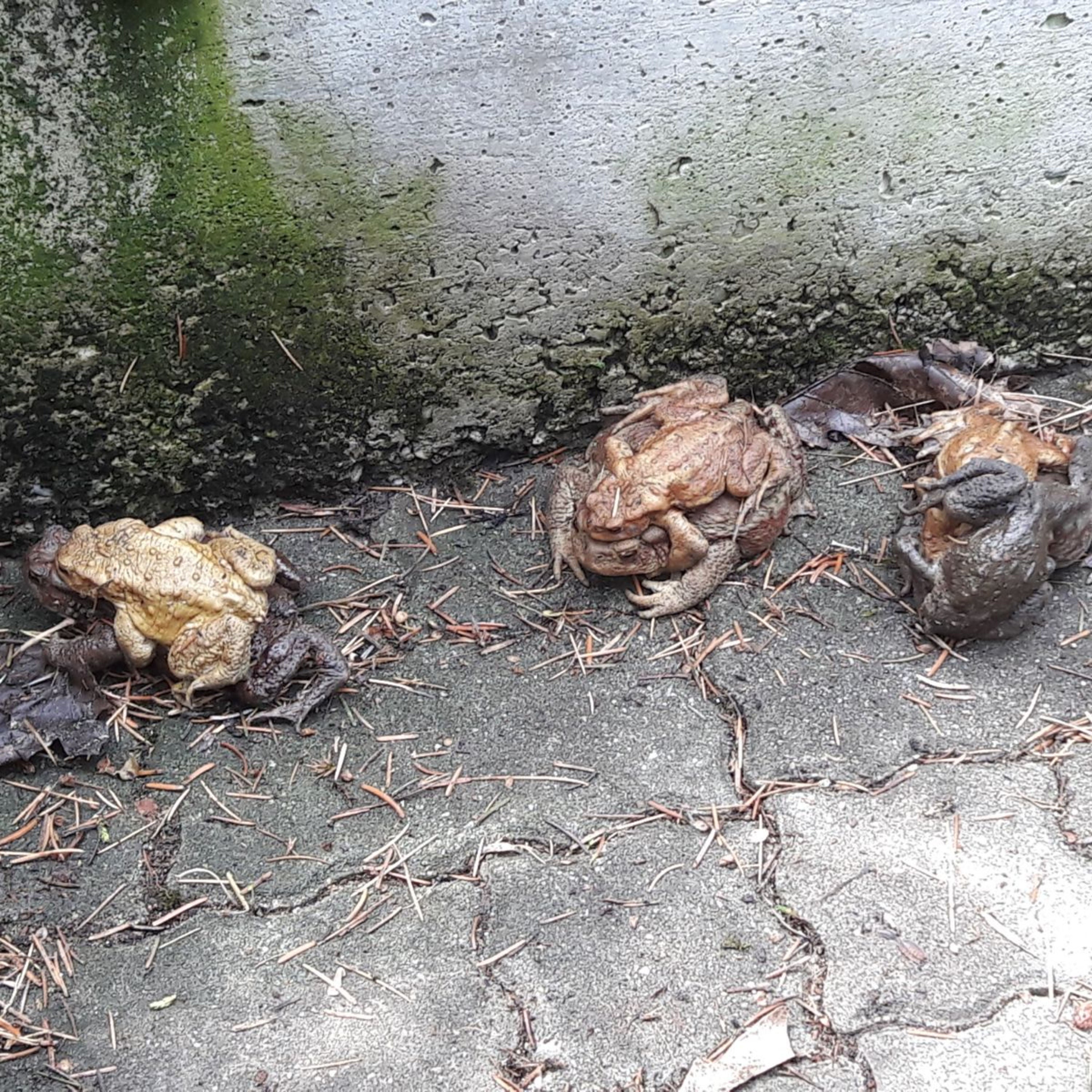 keine Angst kleines Hörnchen