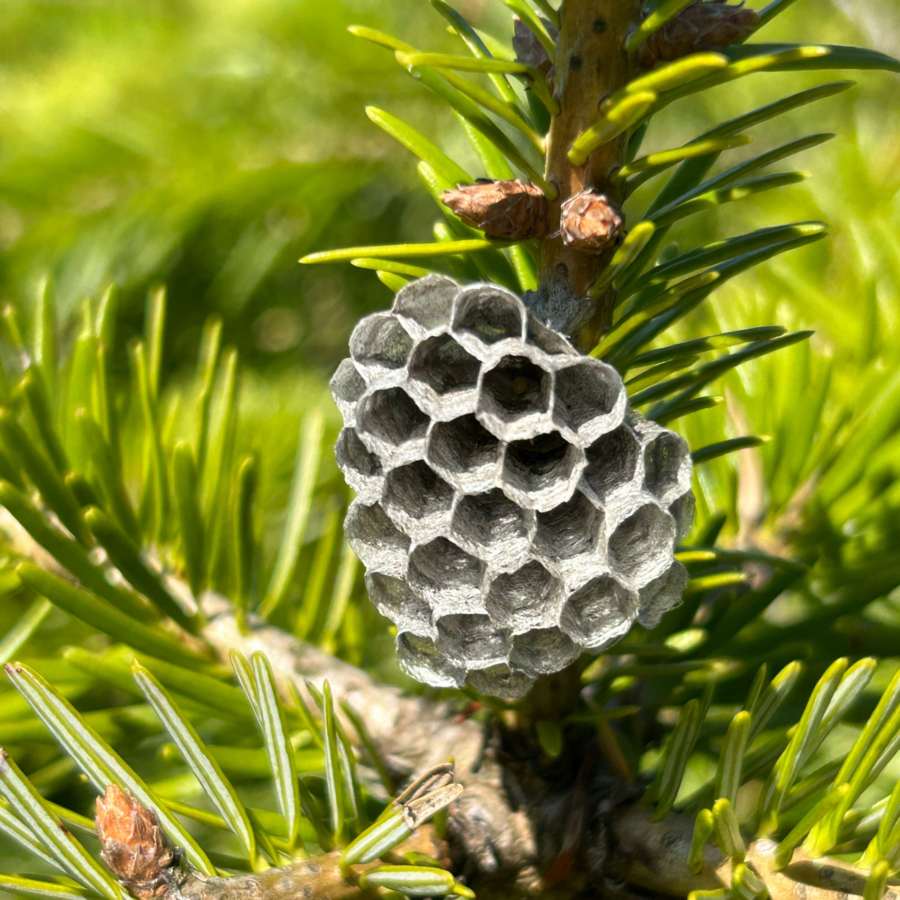 Die schönen Wilden-Wildbienen