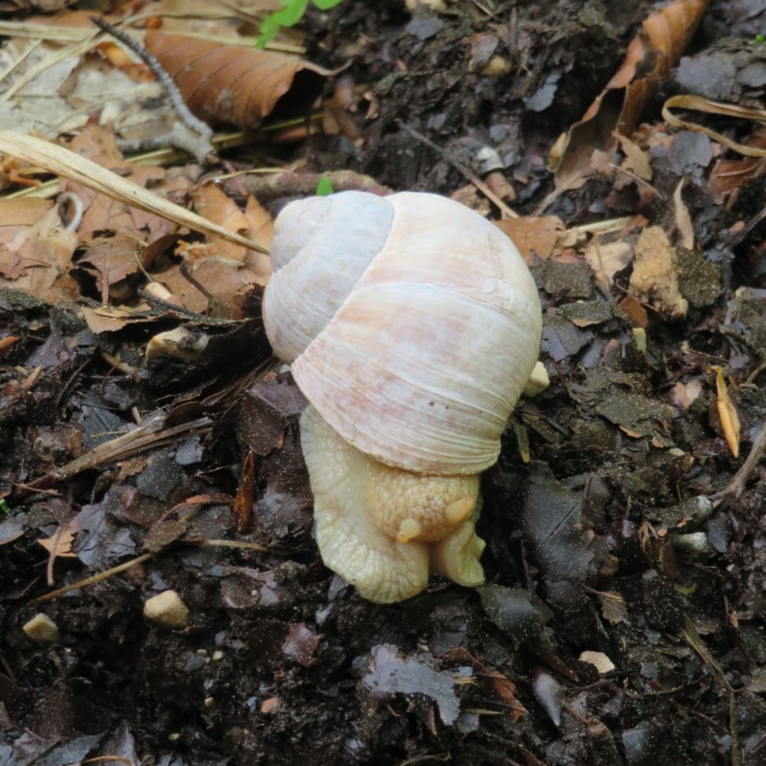 Maulwurf und Wühlmaus besuchen unseren Garten