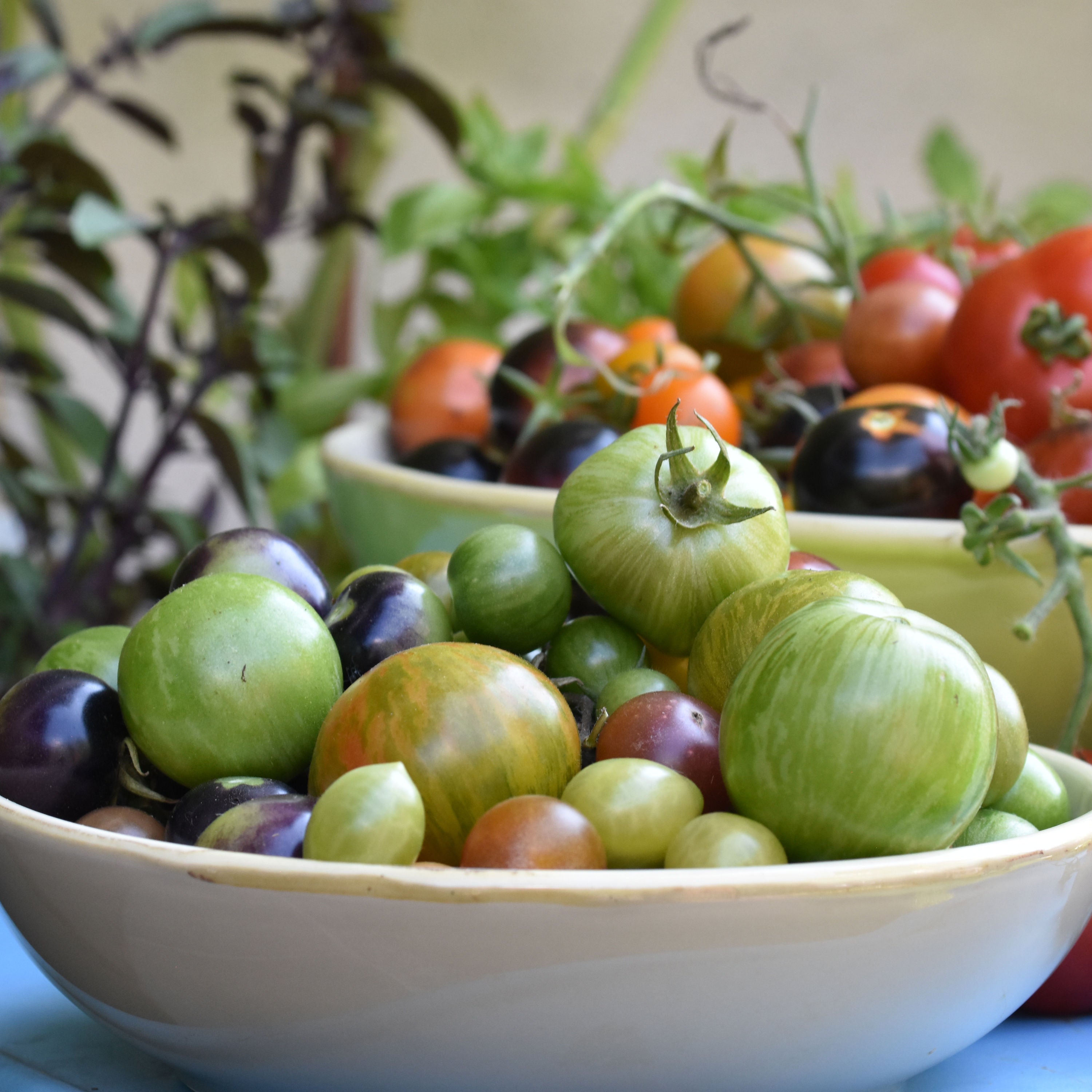 Das Tomaten Universum