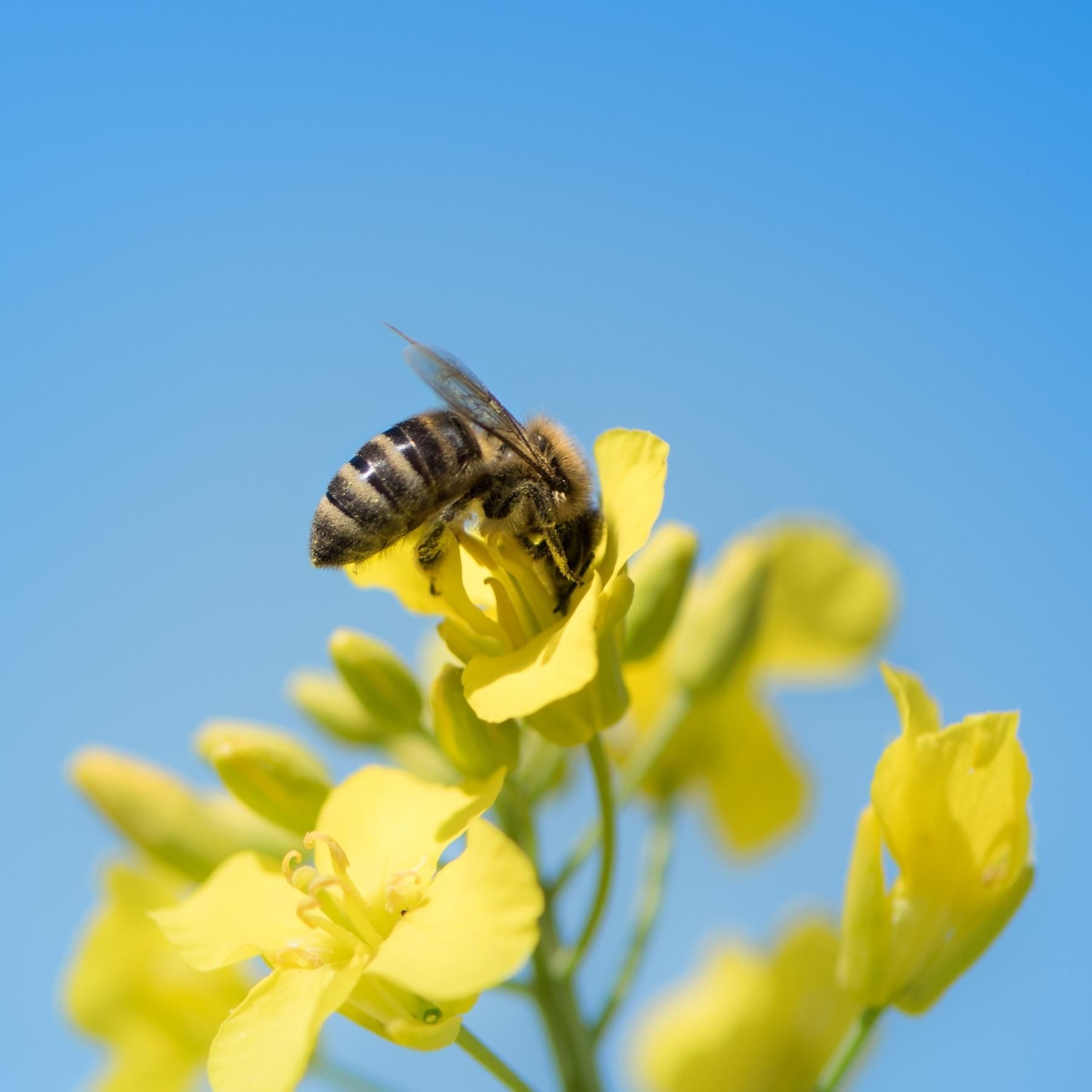 Volksbegehren Artenschutz: Sind die Bienen gerettet?