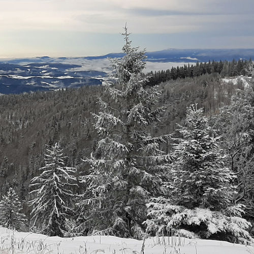 Winterwunderland Schwarzwald