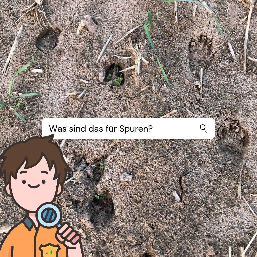 LEGO Minifiguren im Fokus: Sowas wie Ritter... (Serien 1-12)