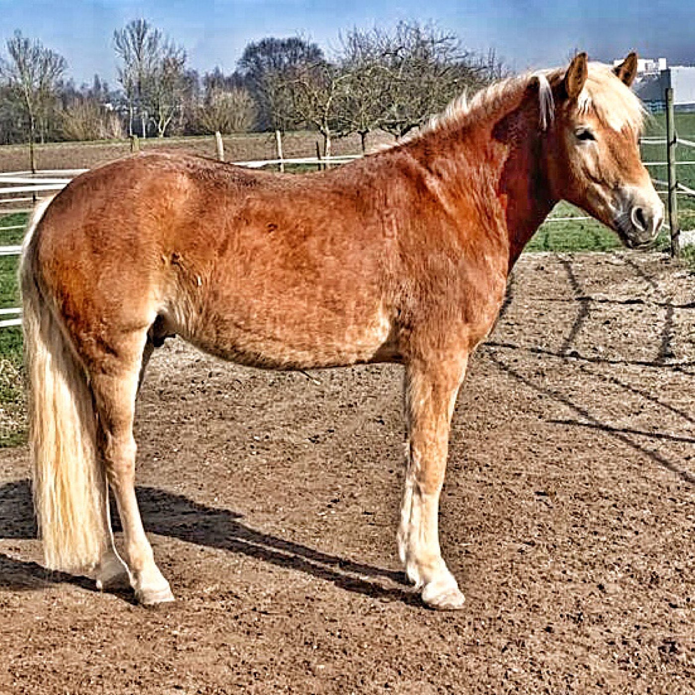 Episode 53 - #uyvequestrian
