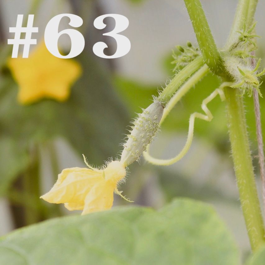 #63 - Gurke & Winterheckenzwiebel