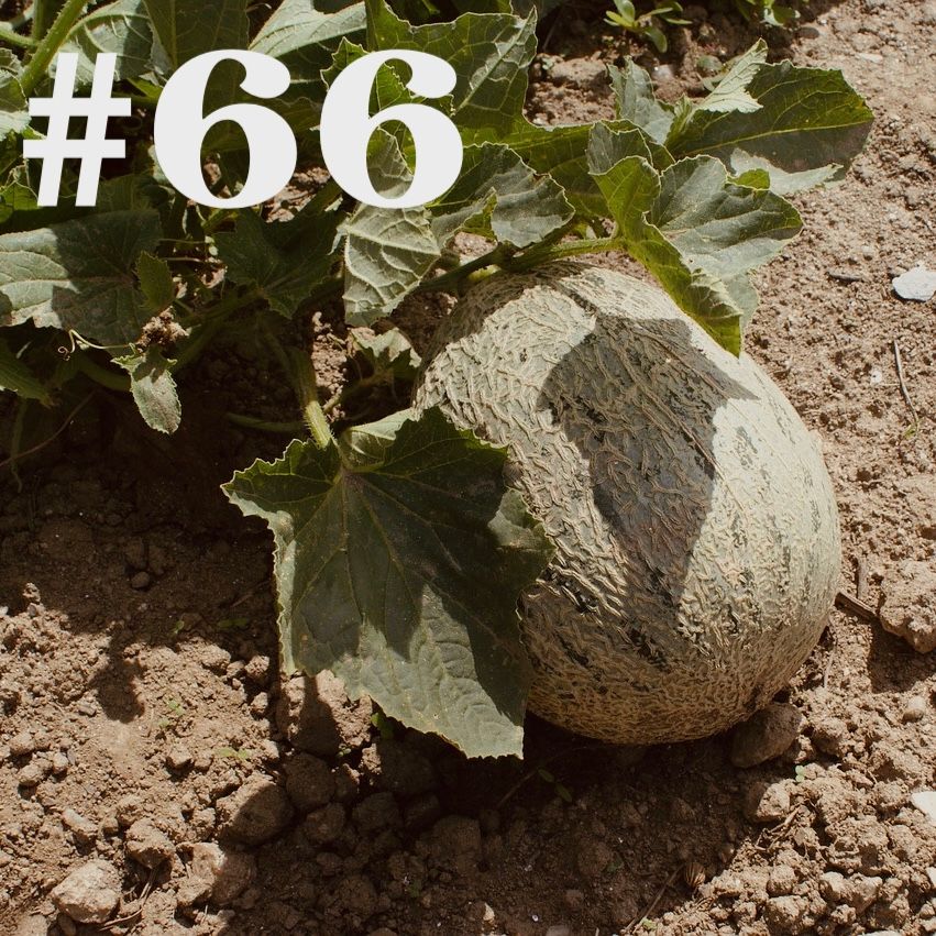 #66 - Asiasalat & Melone