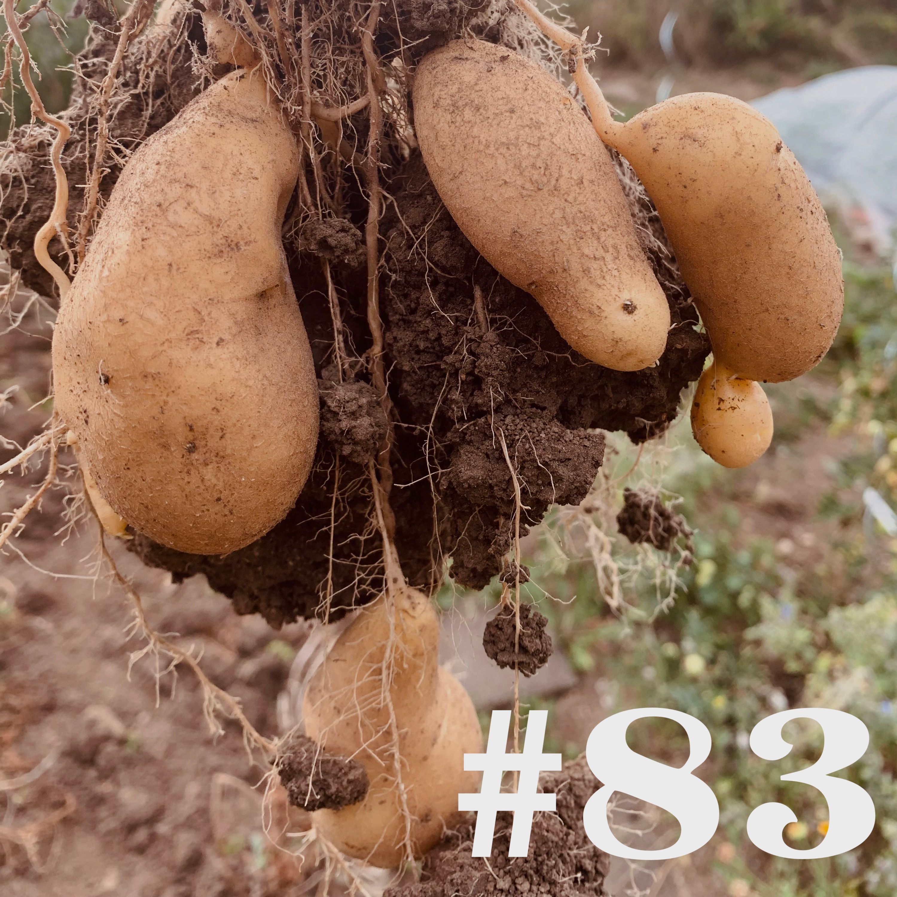 #83 - Ernte & GardenCon