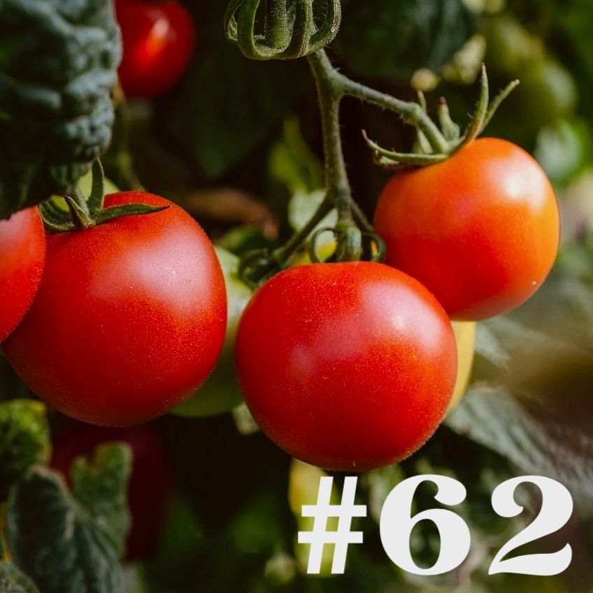 #62 - Radieschen & Tomate