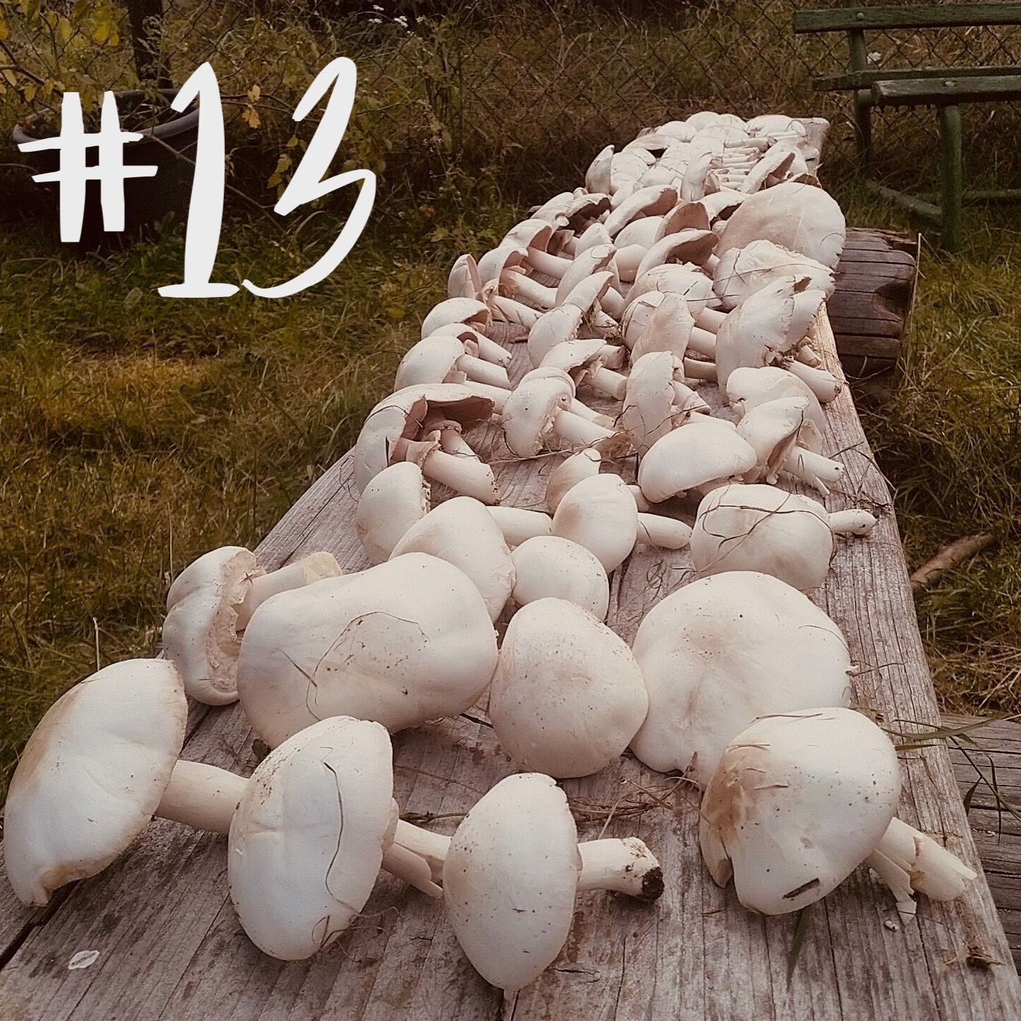 #13 - Holunder & Wein