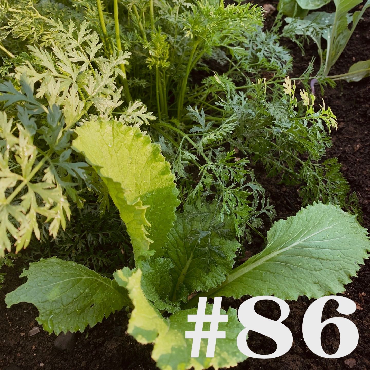 #86 - Tomatensamen & Mehltau