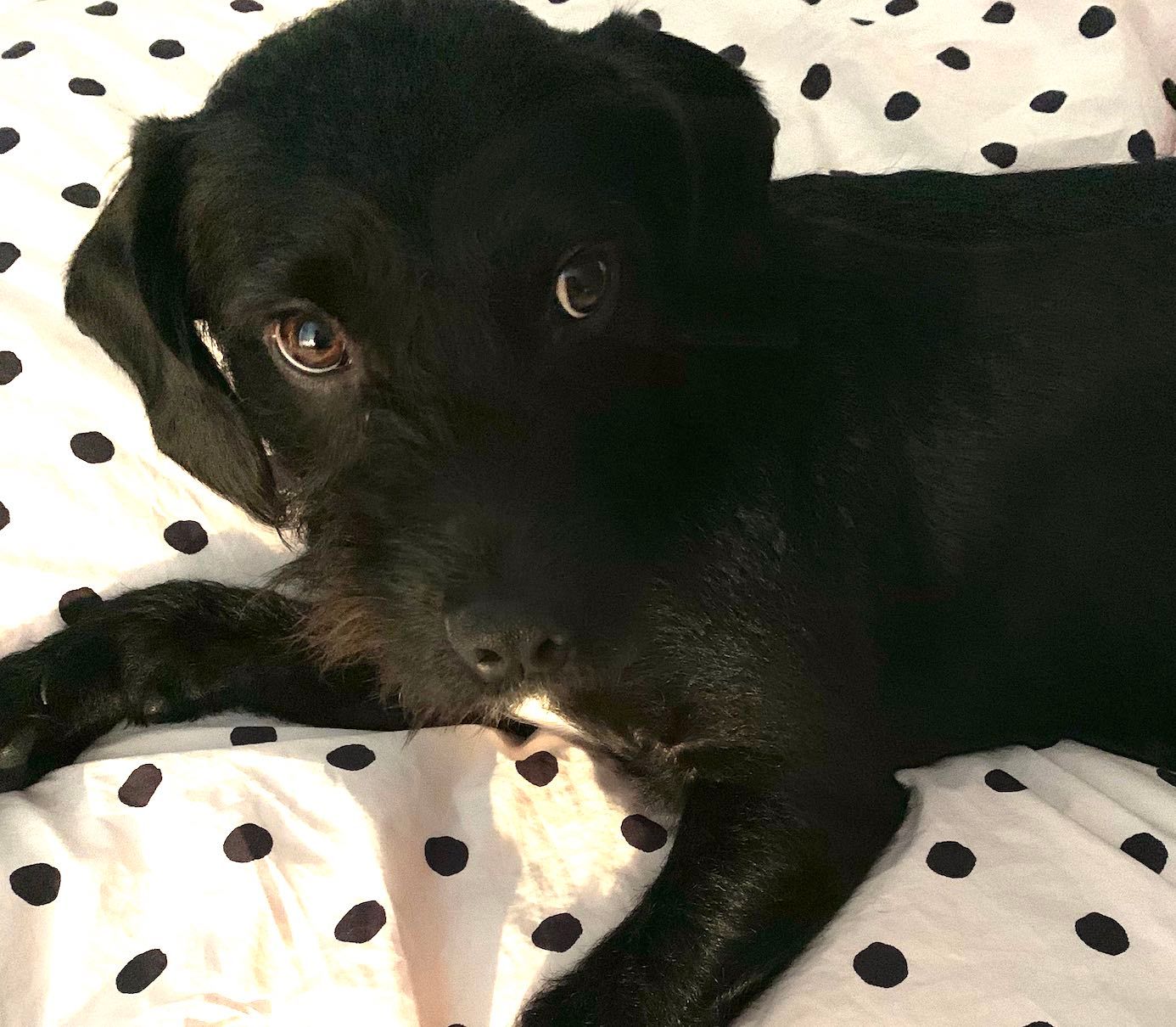 Darf der Hund im Bett schlafen: Pro & Kontra (#2)