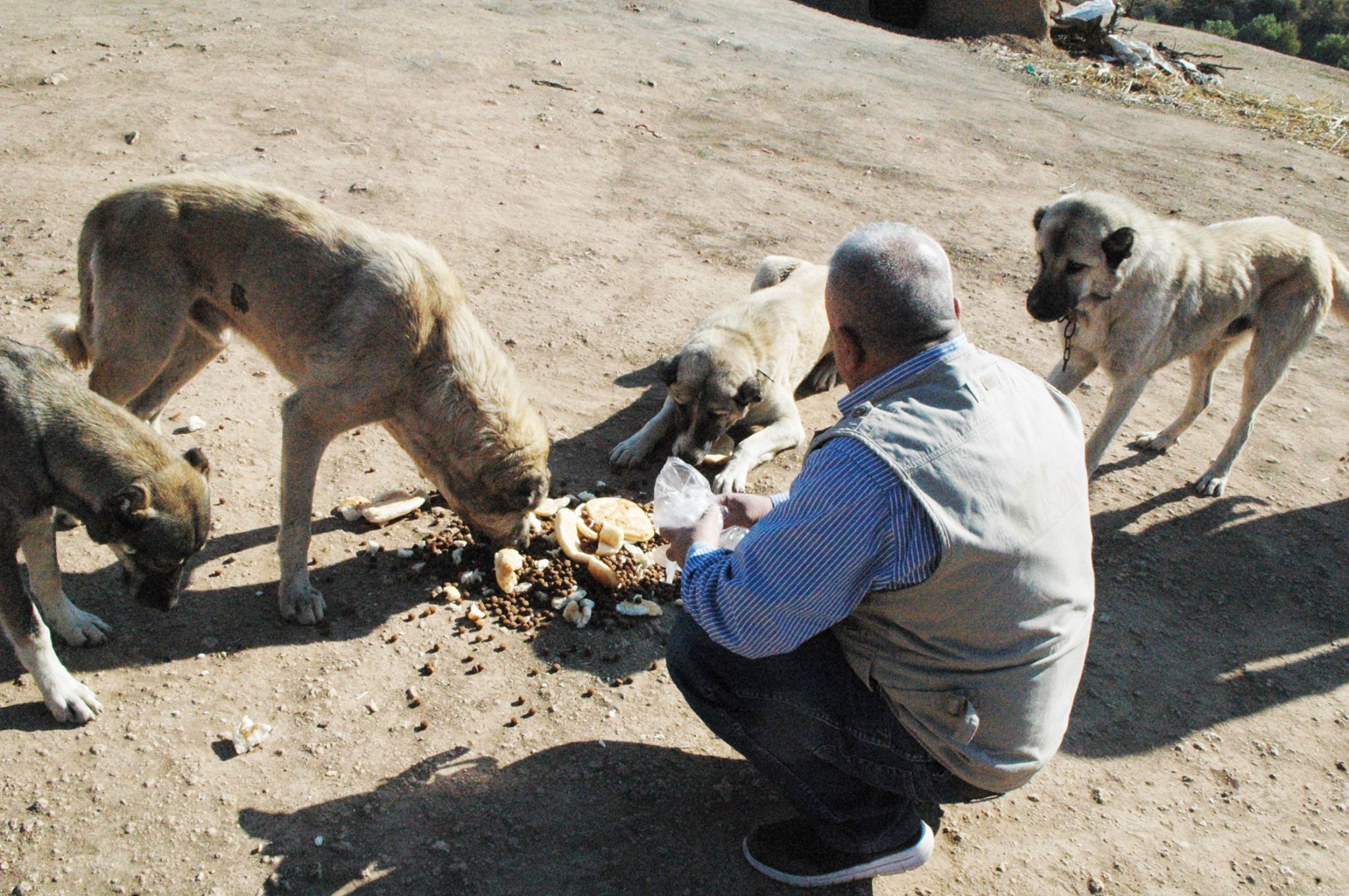 Tierschutz im Irak