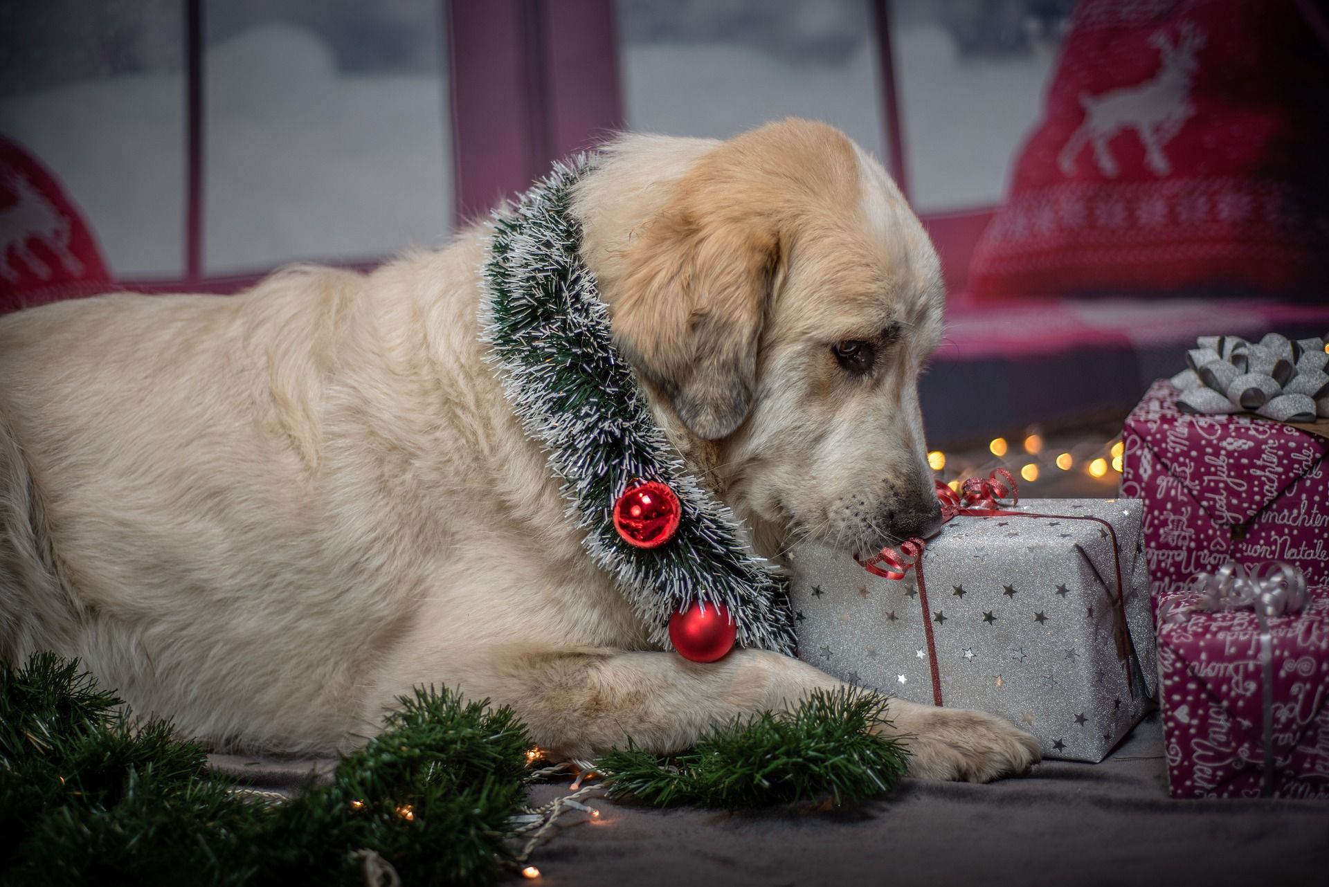 Hunde unter dem Weihnachtsbaum - Süßigkeiten vom Weihnachtsteller