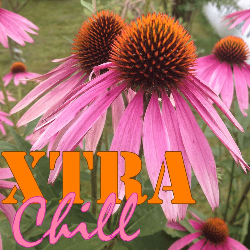 XtraChill 261