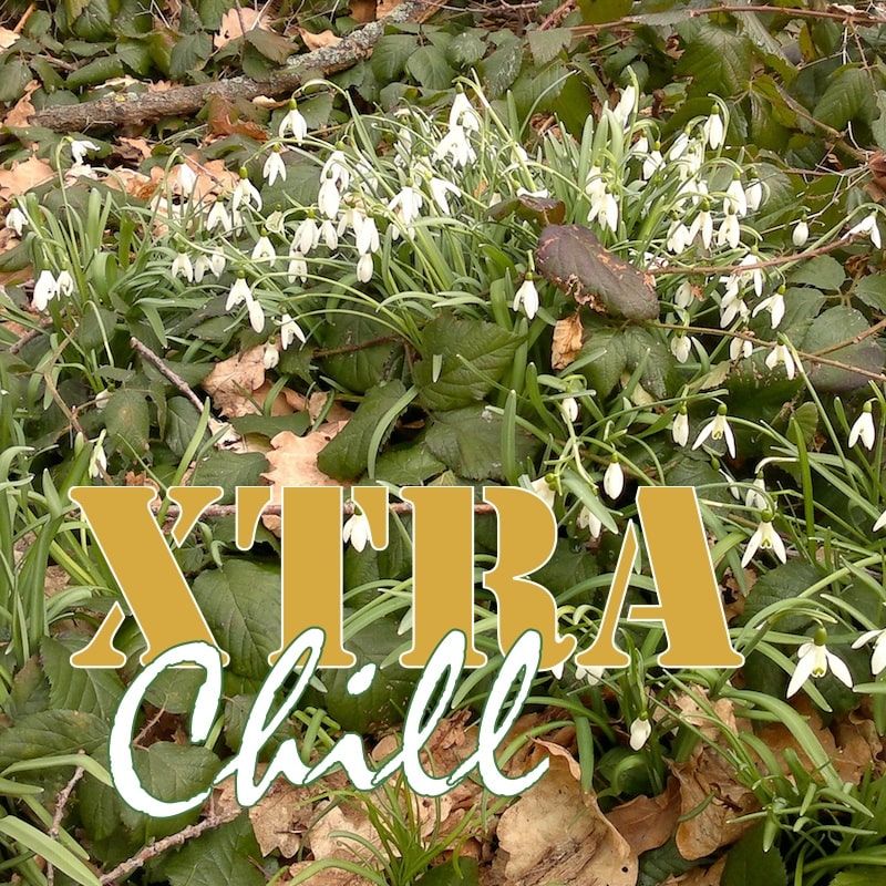 XtraChill 249