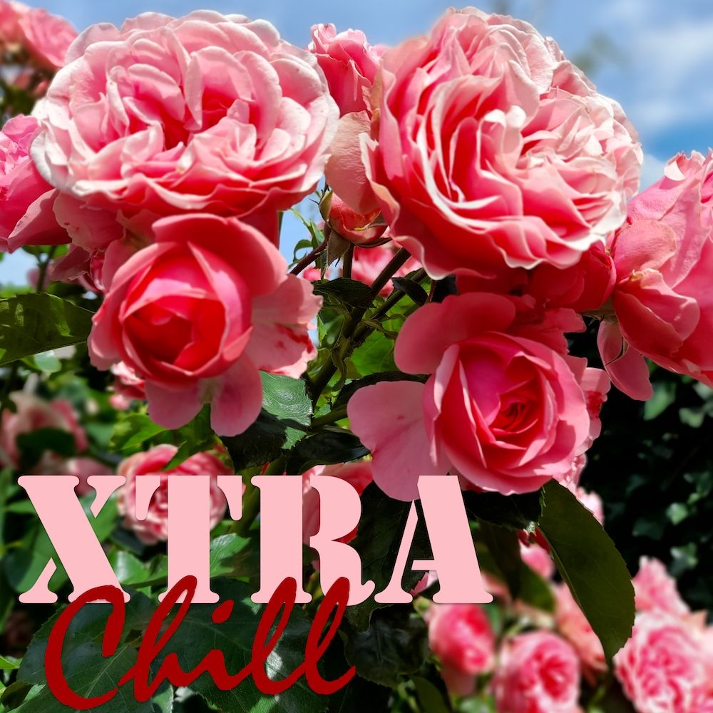XtraChill 350
