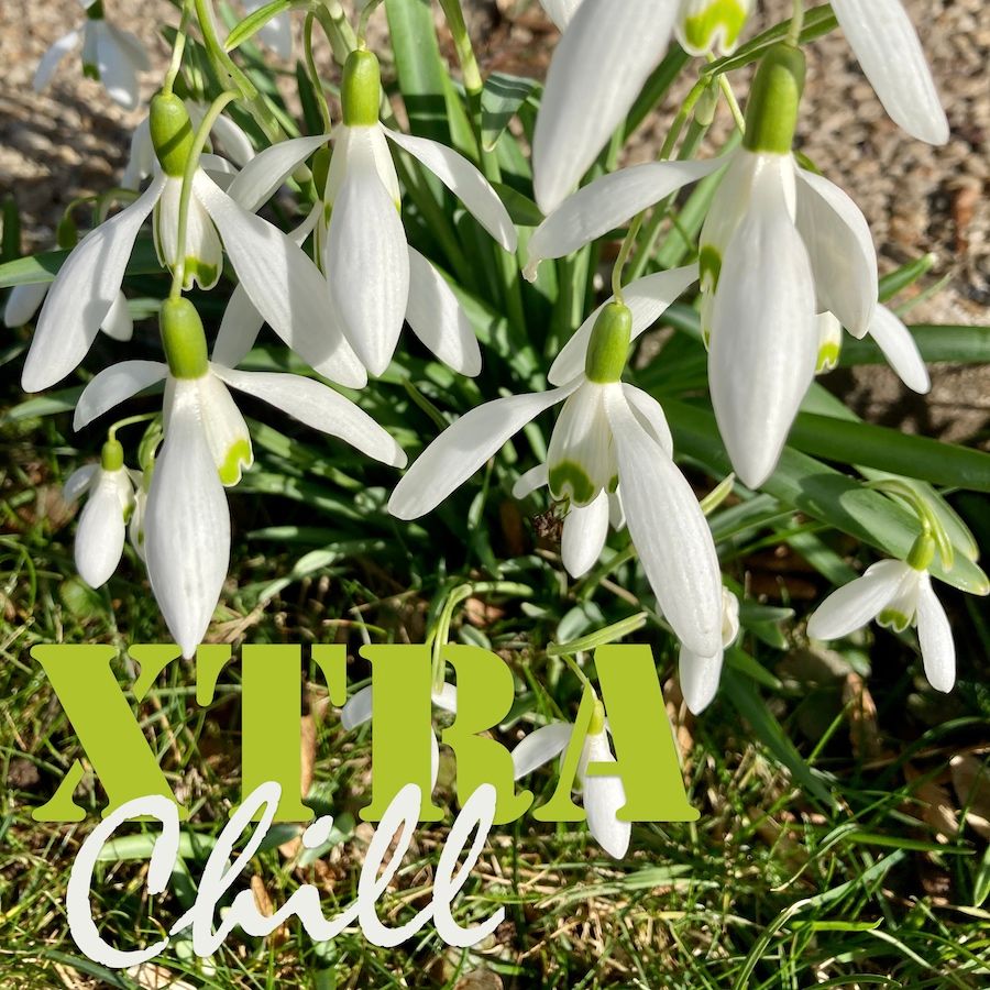 XtraChill 341